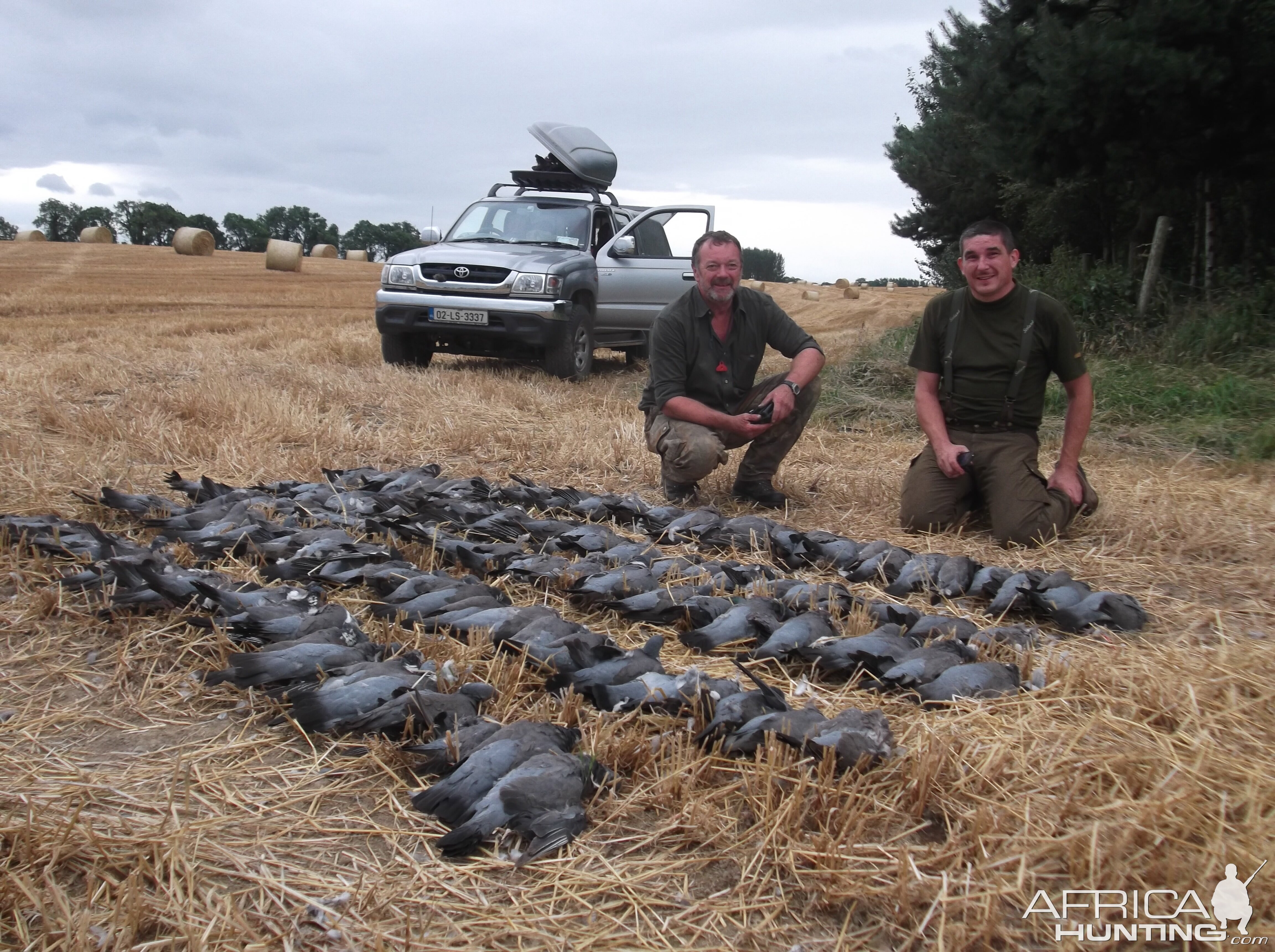 Wood pigeon