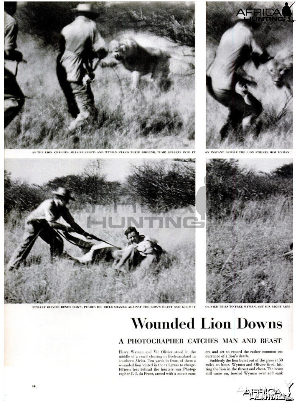 Wounded Lion Downs, 1955