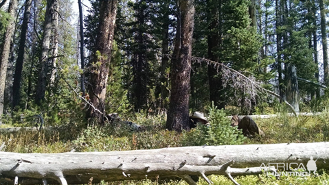 Wyoming Archery Elk Hunt 2018