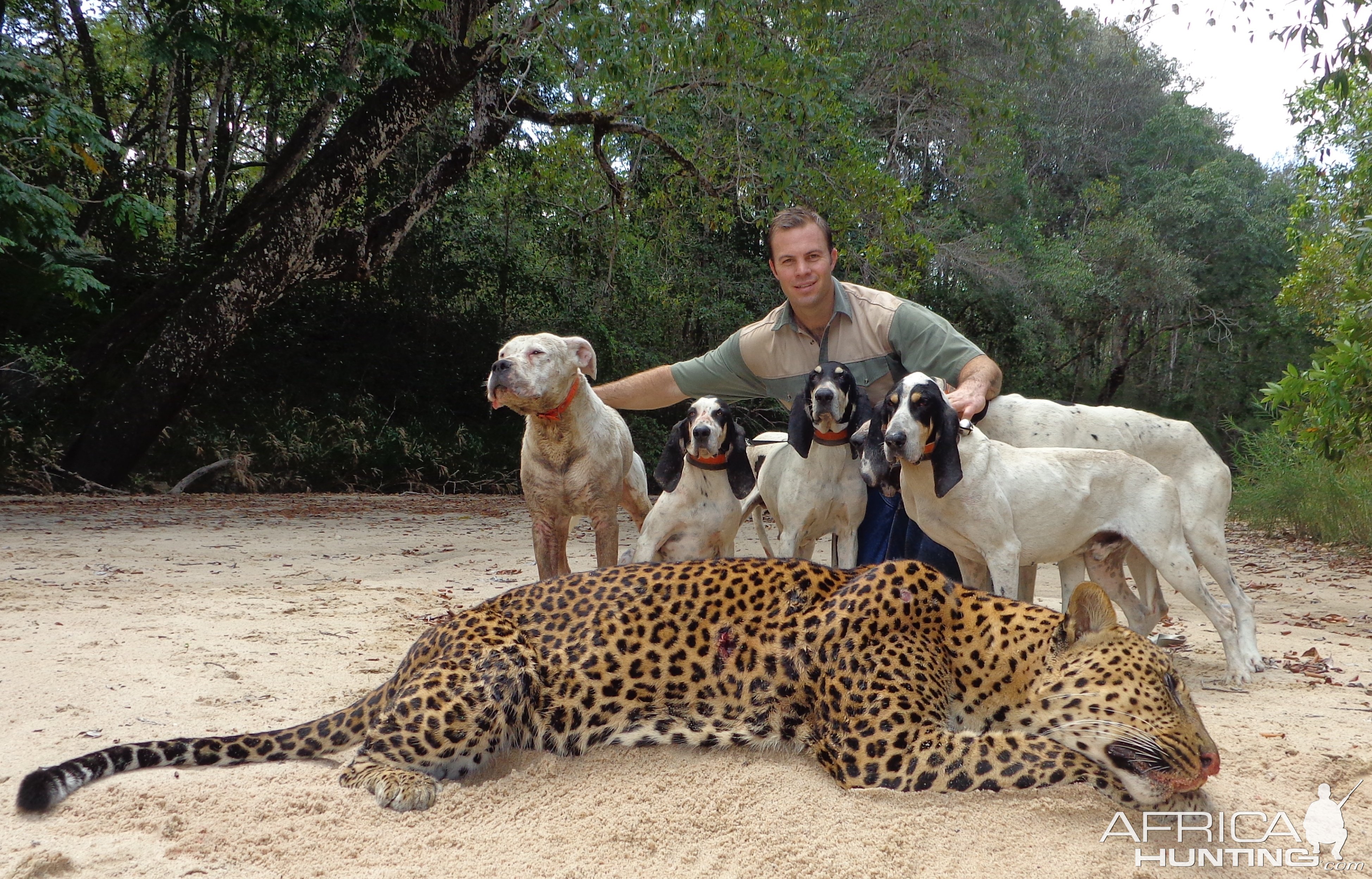 Xosha Bushveld Hounds Leopard Hunt Mozambique