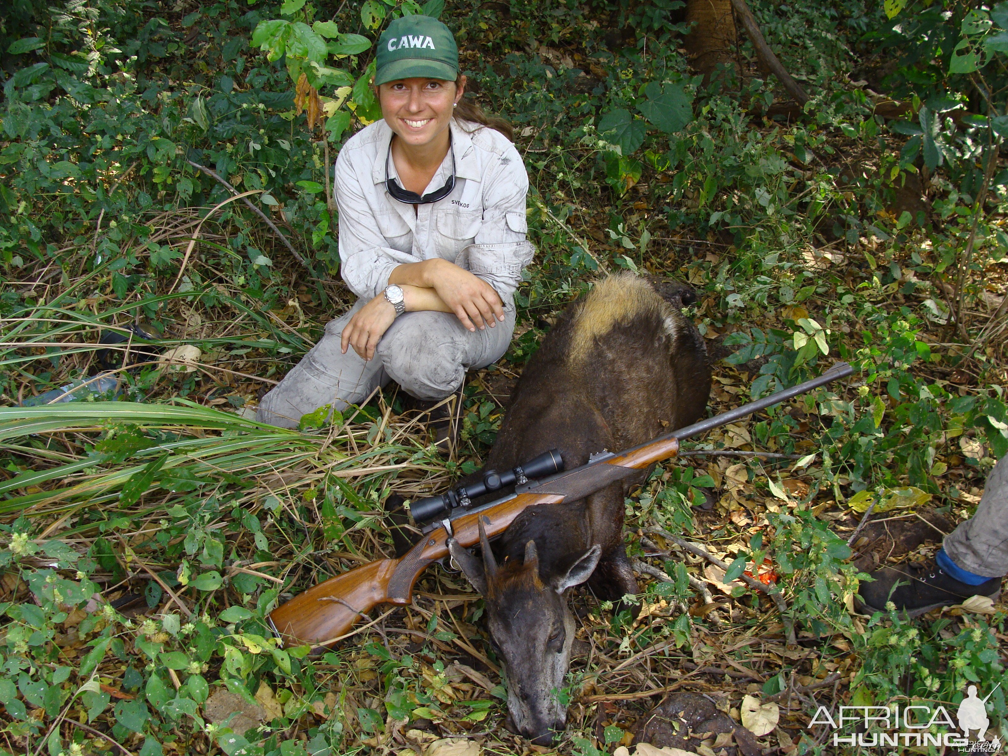 Yellow Back Duiker hunted in CAR with Central African Wildlife Adventures