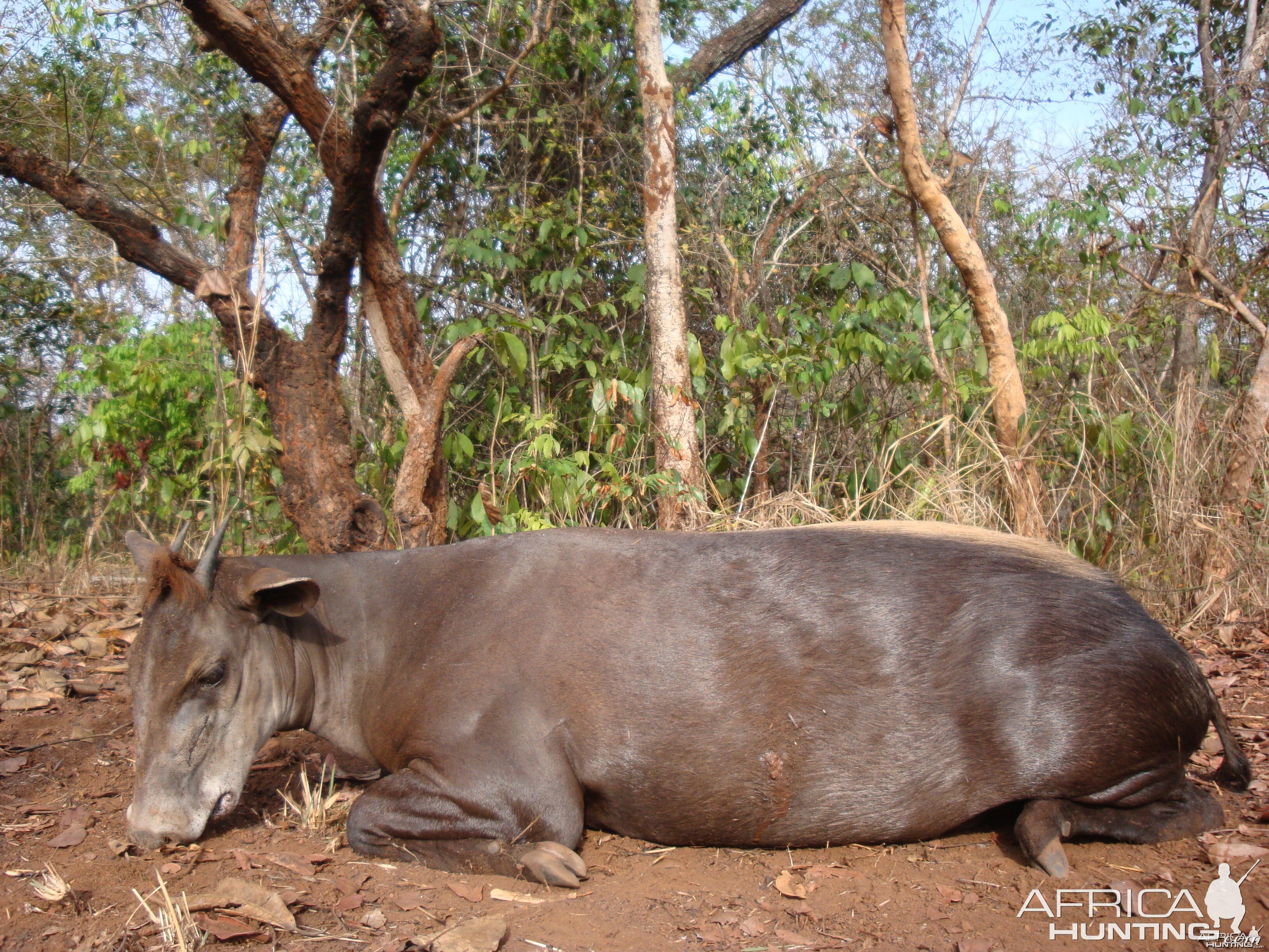 Yellow Back Duiker hunted in CAR with Central African Wildlife Adventures