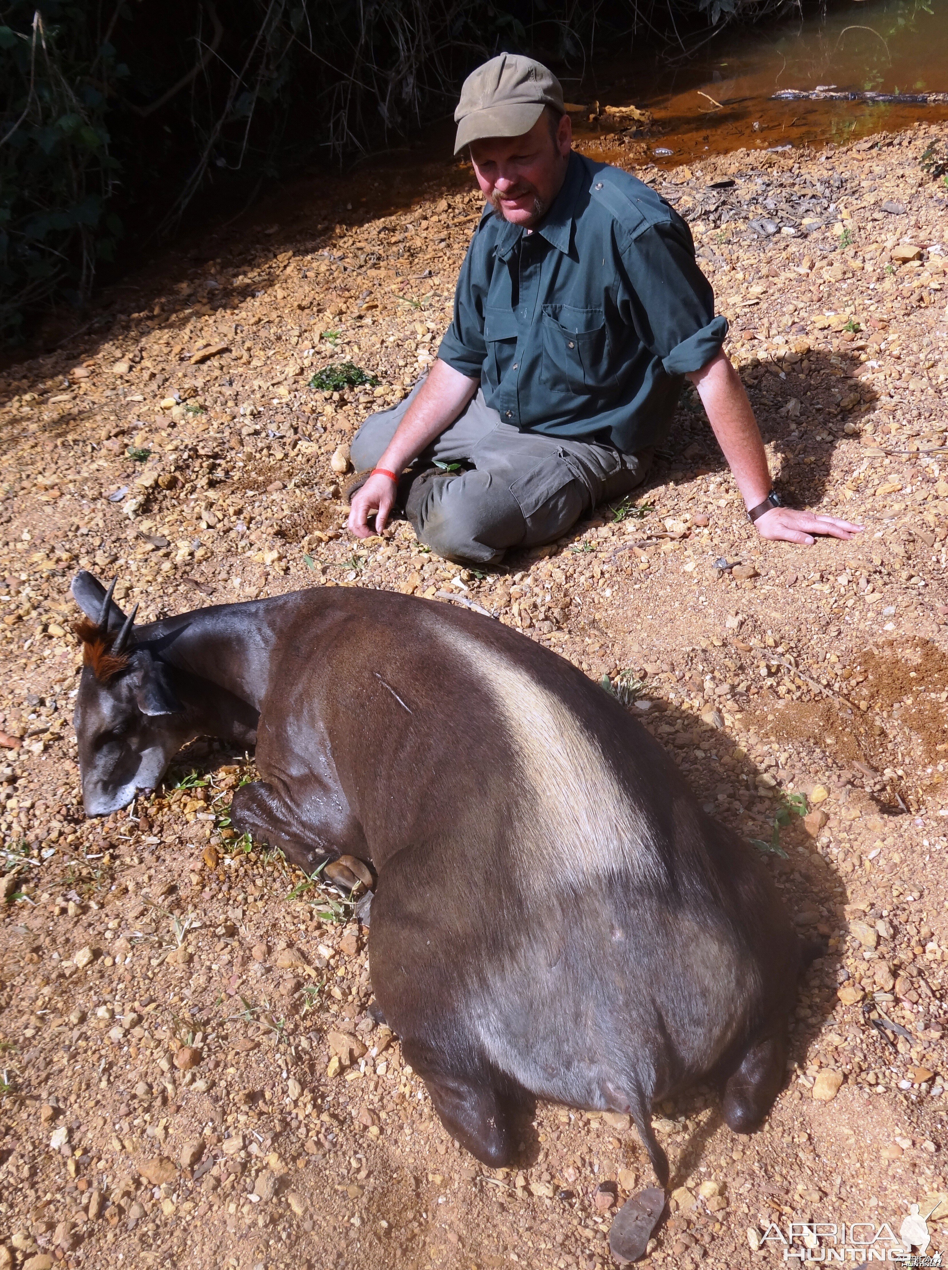 Yellow Back Duiker hunted in CAR