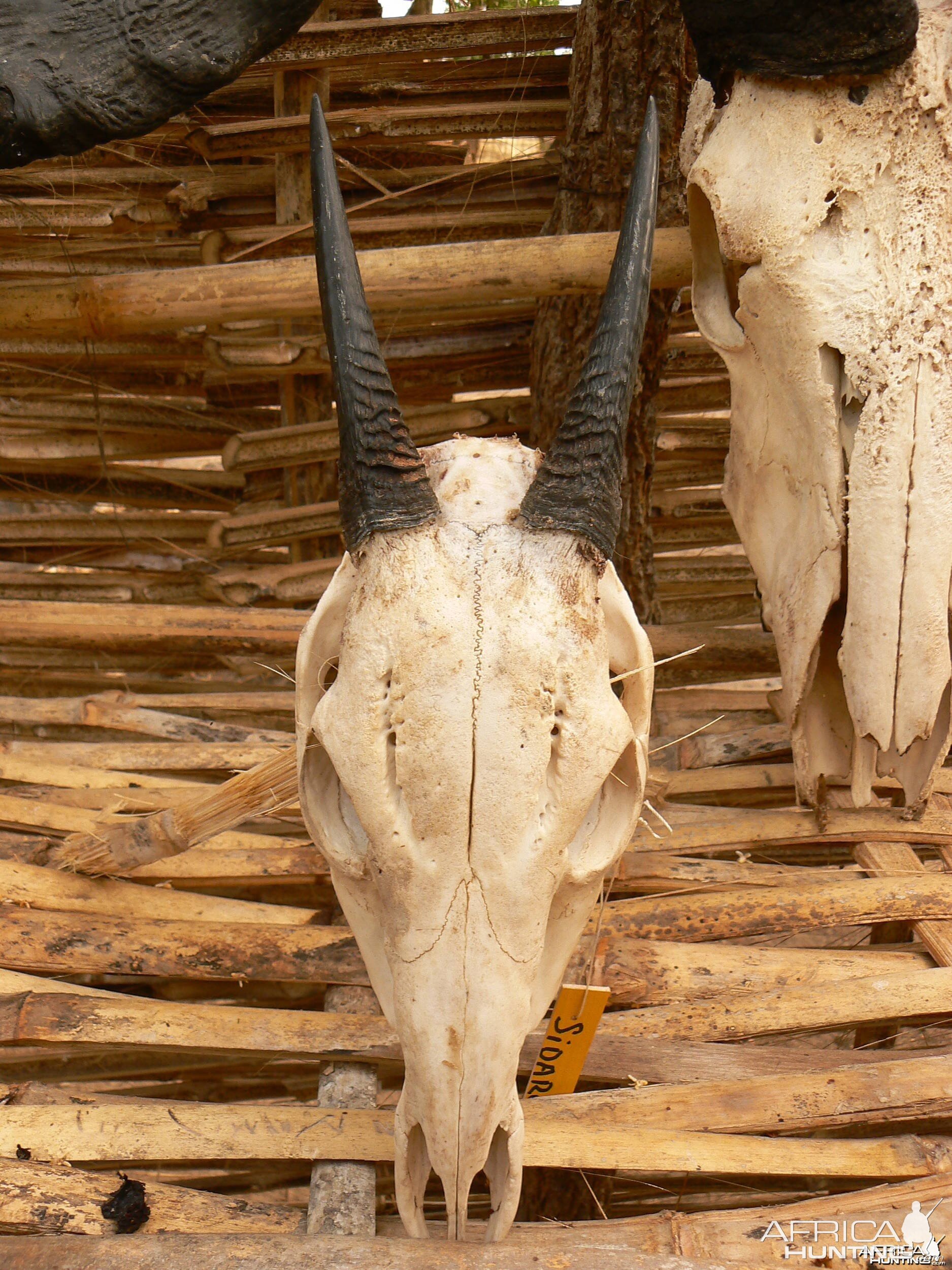 Yellow Back Duiker trophy