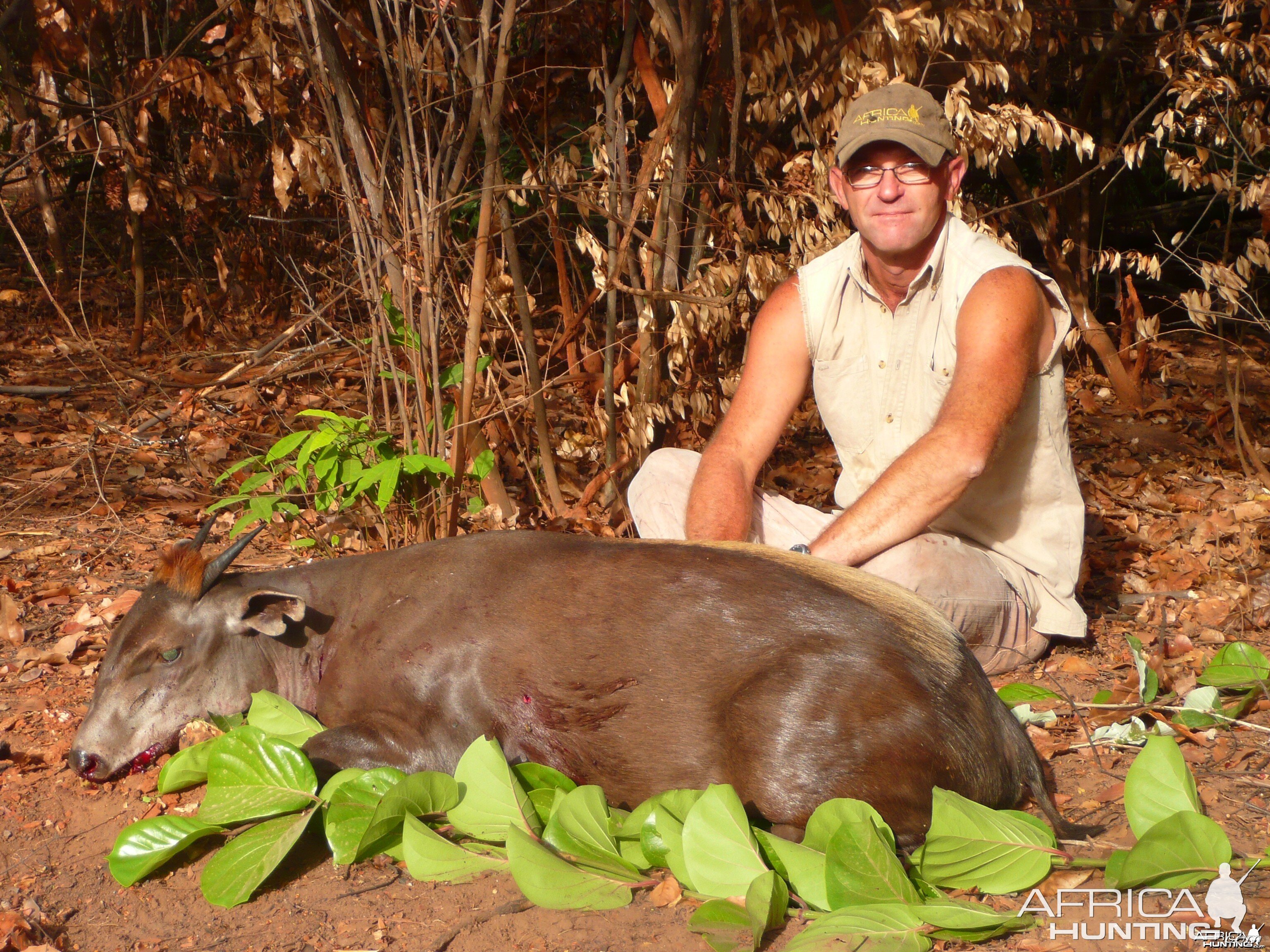 Yellow Backed Duiker, 71 kg, taken in CAR