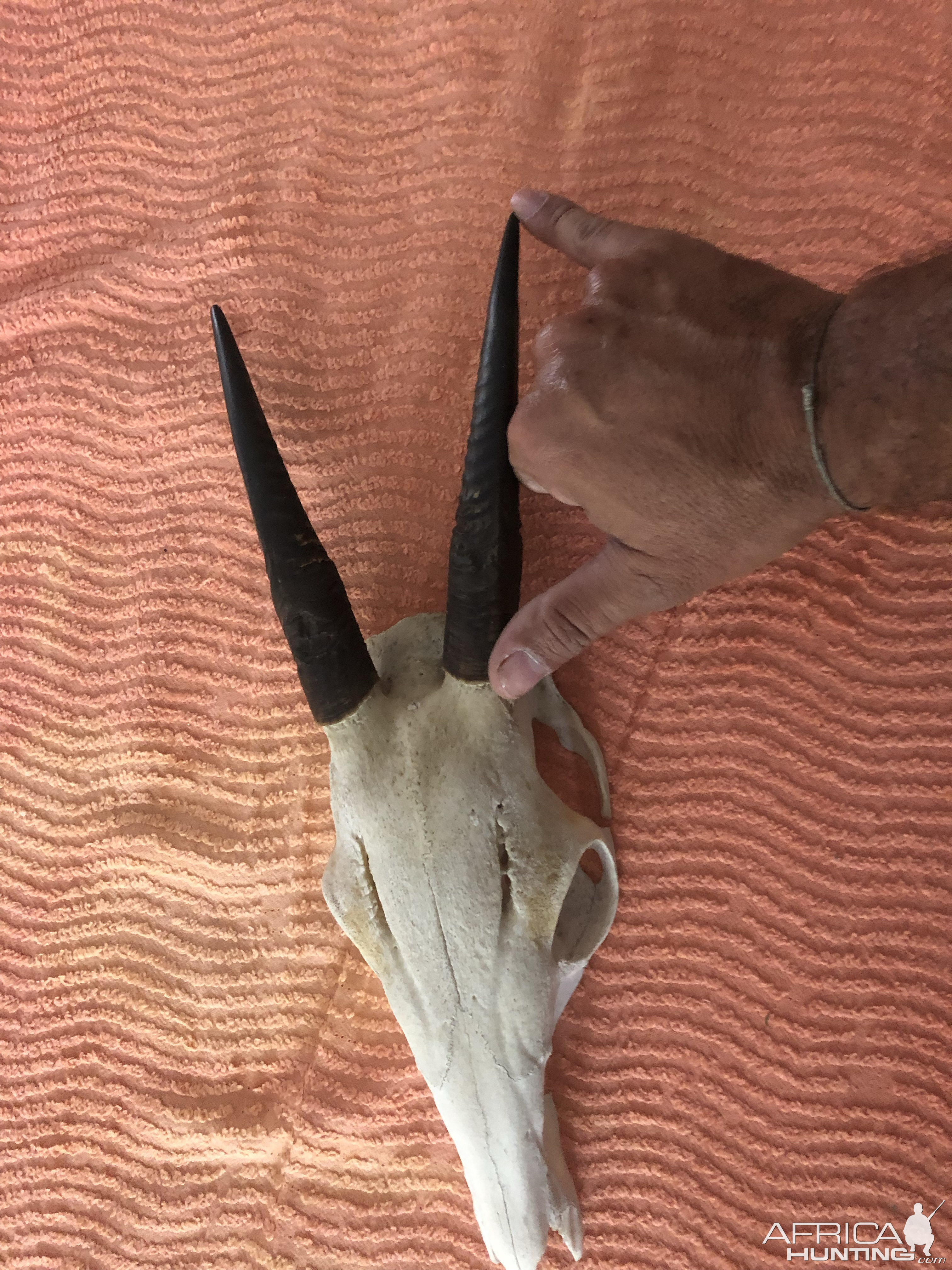 Yellow-backed Duiker European Skull Mount