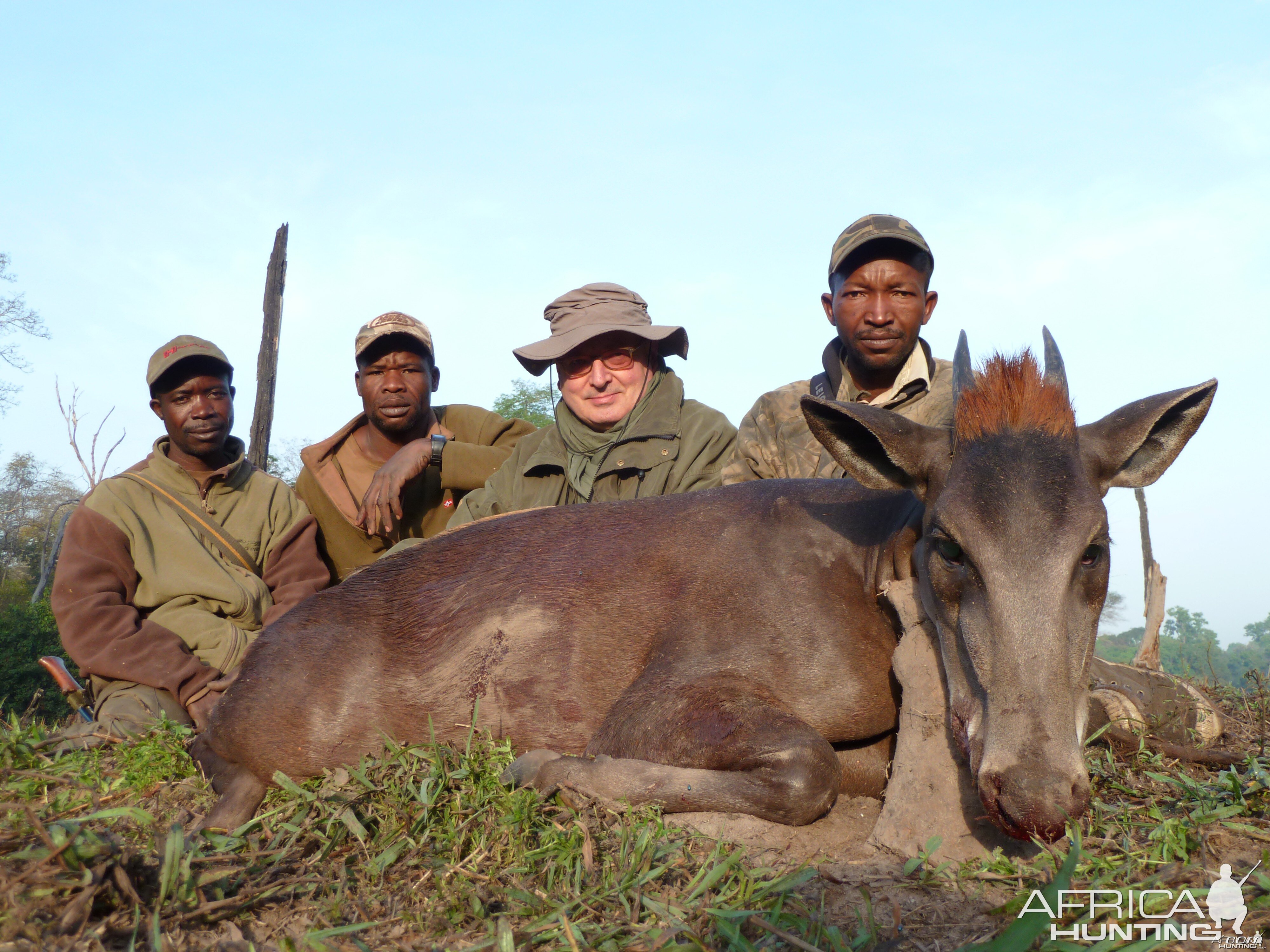 Yellow-Backed Duiker hunted in Central Africa with Club Faune