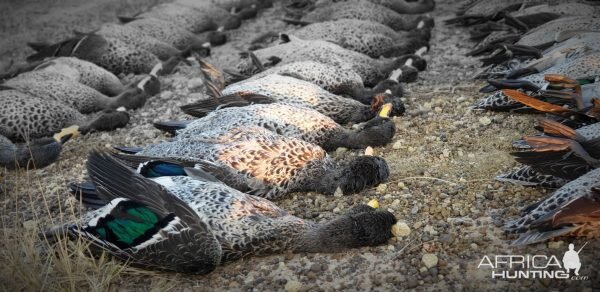 Yellow billed Duck Hunting South Africa