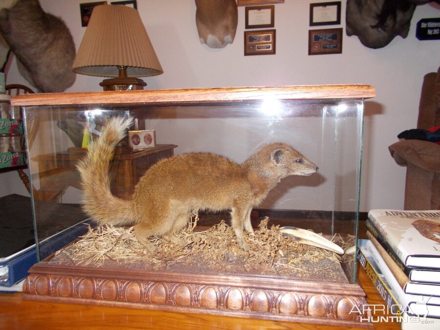 Yellow Mongoose Full Mount Taxidermy