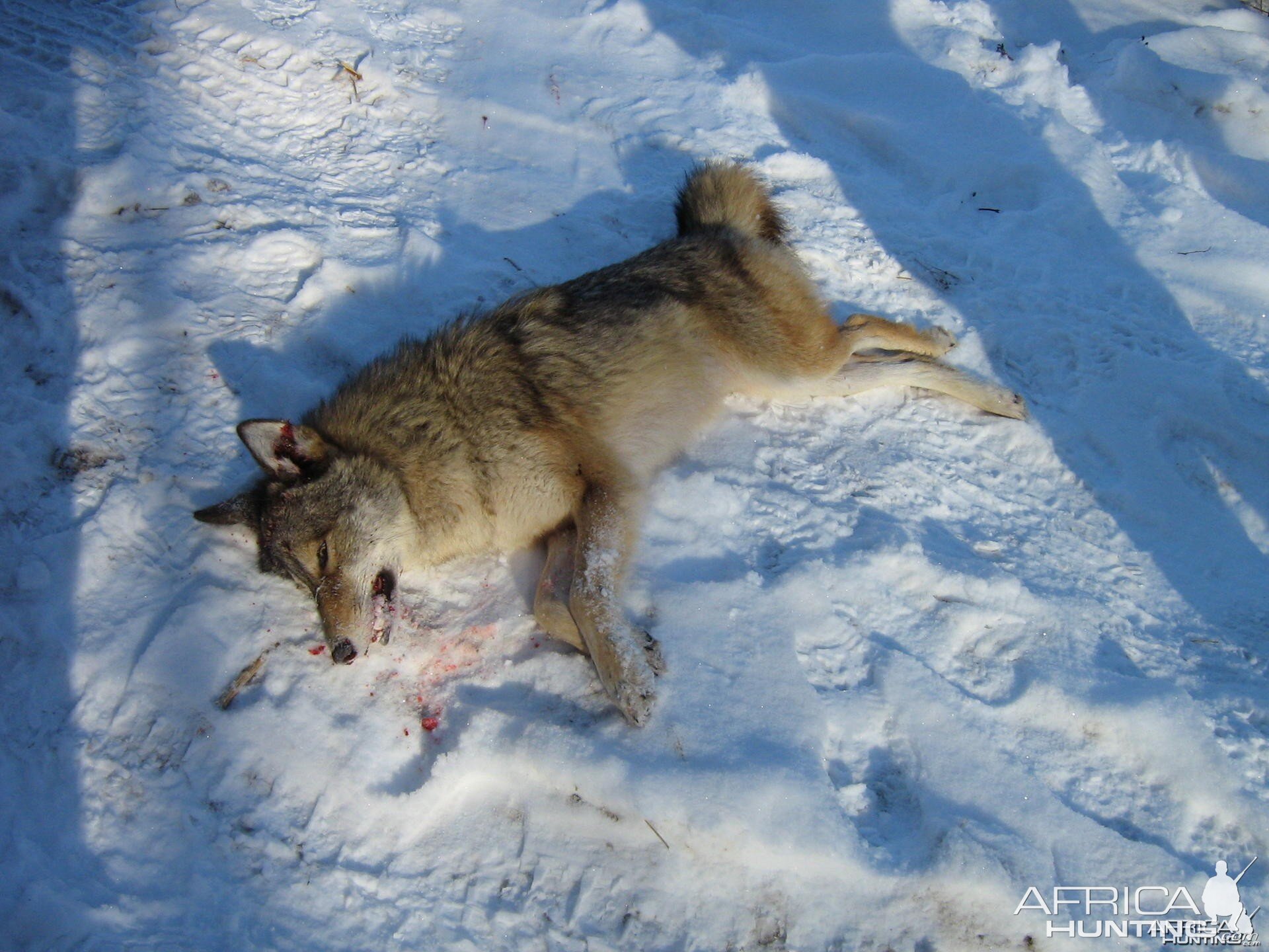 yote mug shot