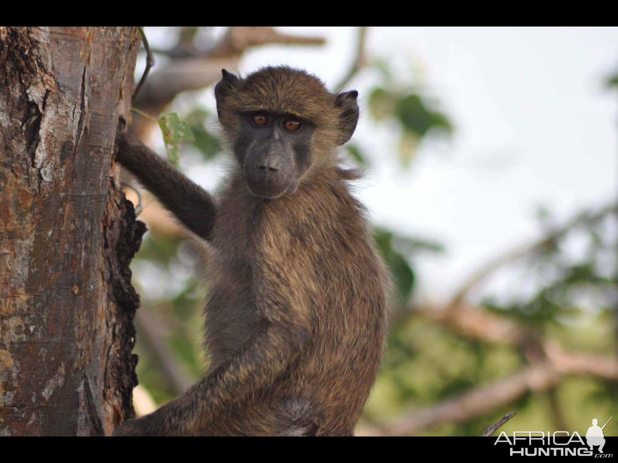 Young baboon