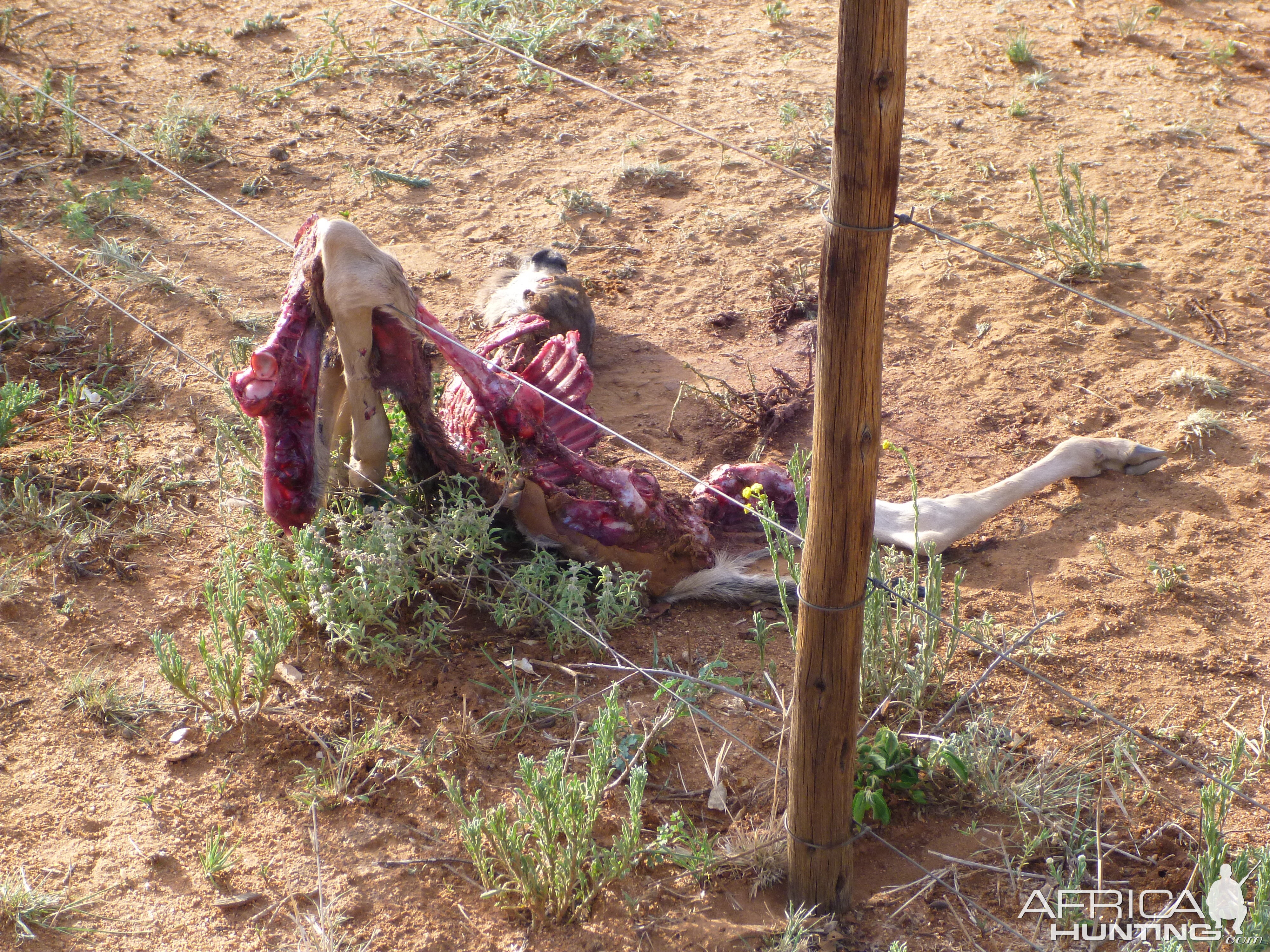 Young Blue Wildebeest Carcass