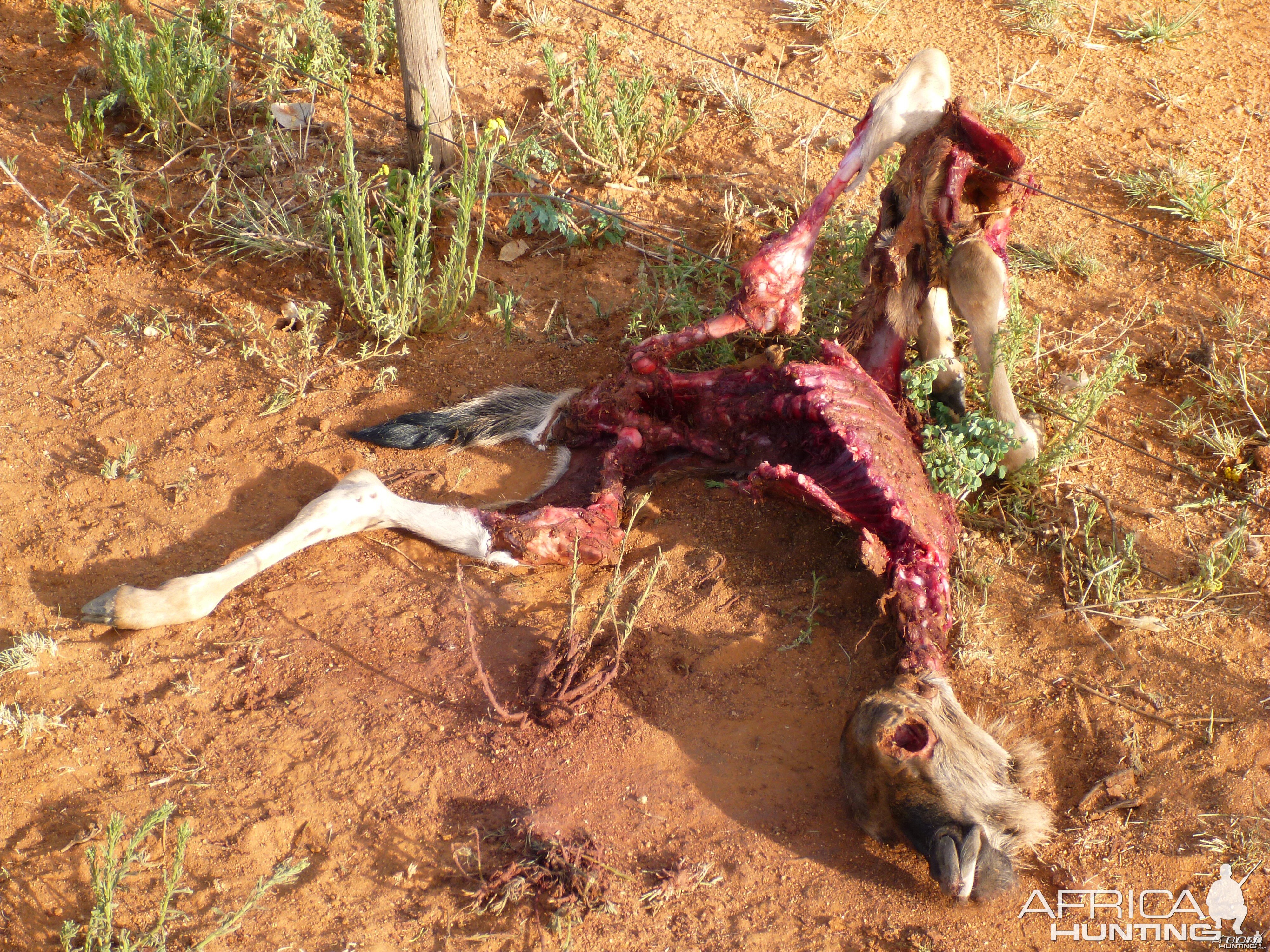 Young Blue Wildebeest Carcass