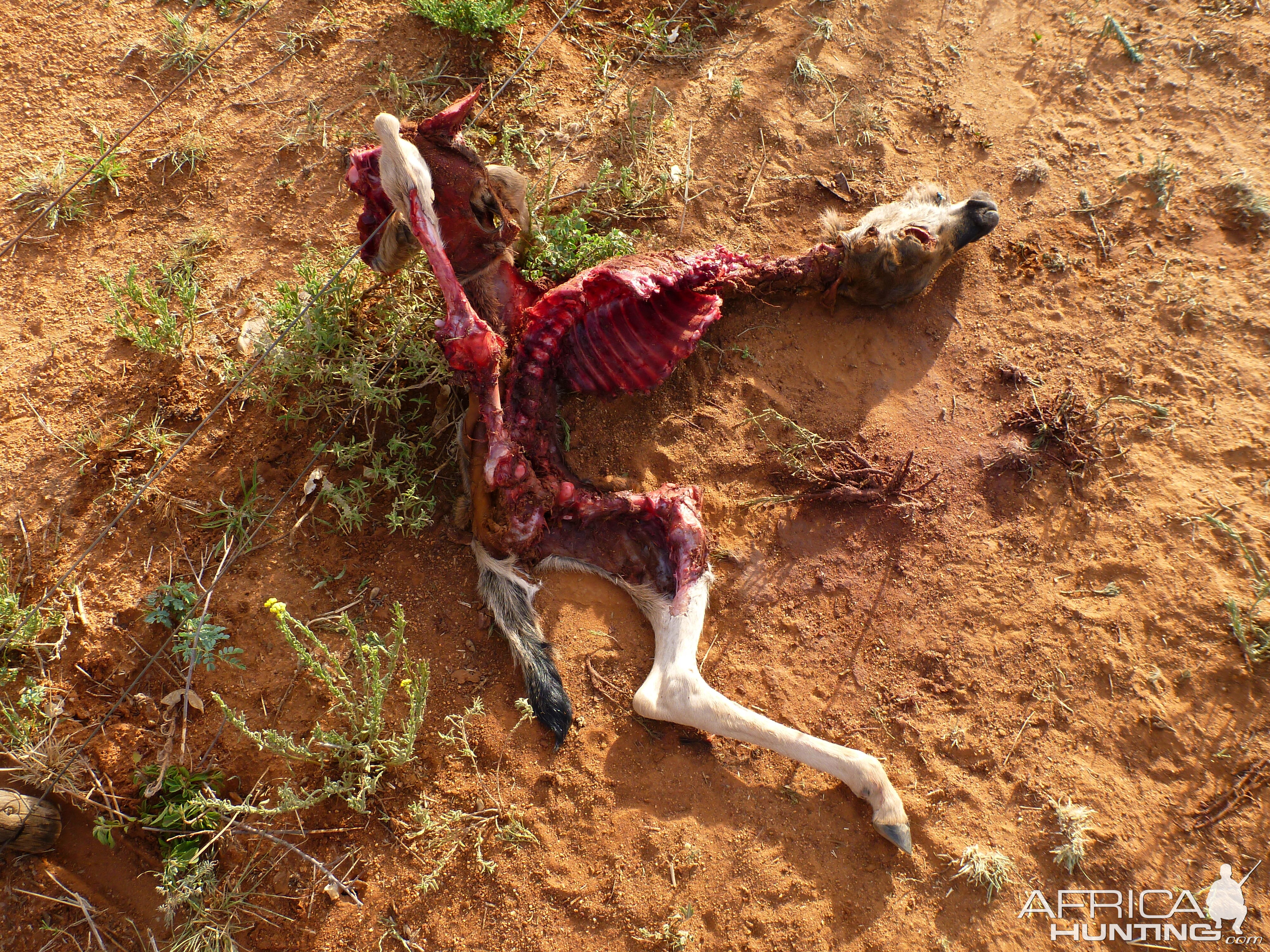 Young Blue Wildebeest Carcass