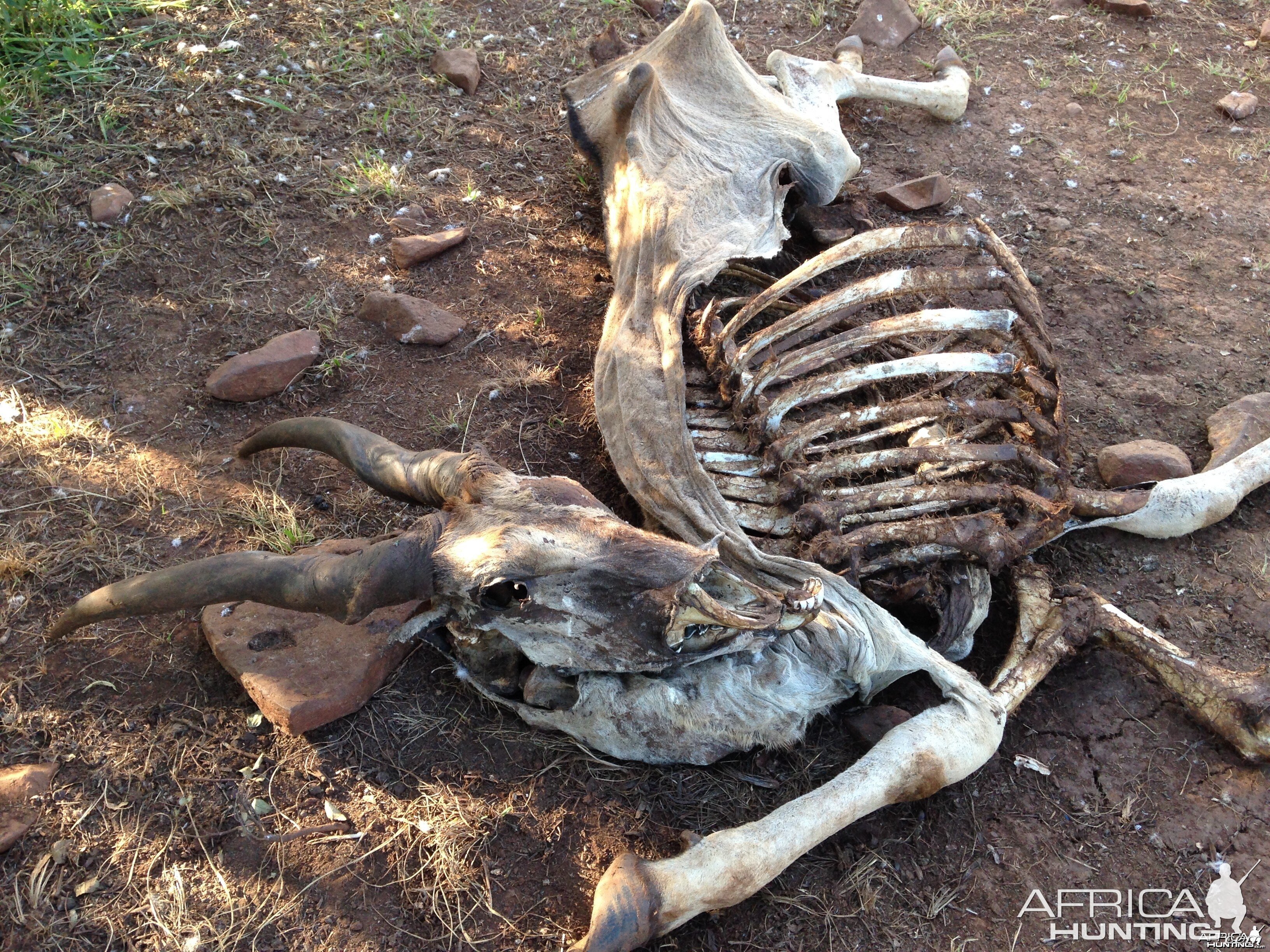 Young eland bull carcass