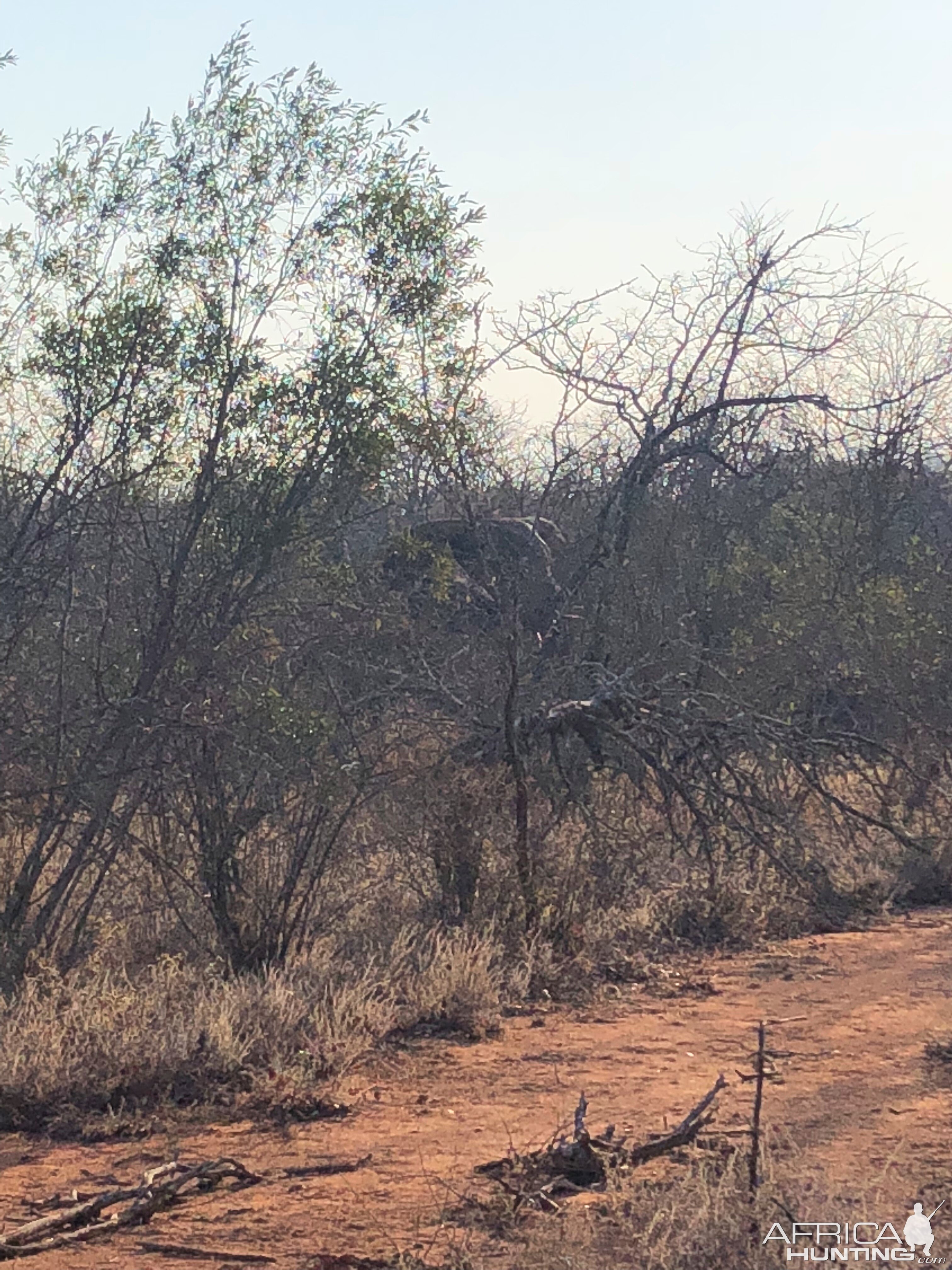 young-elephant-bull-appearing-africahunting