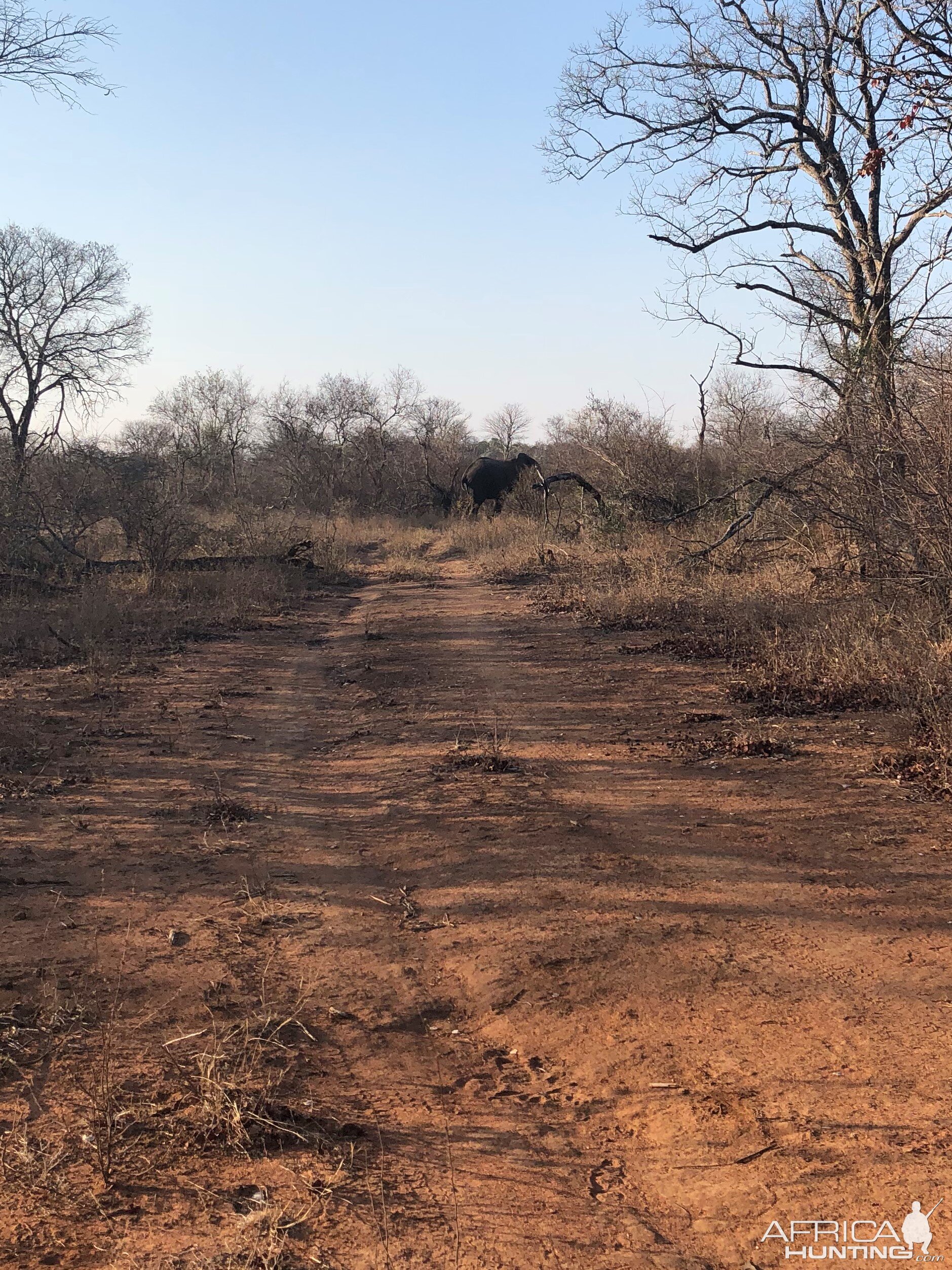 Young Elephant Bull crossing the road