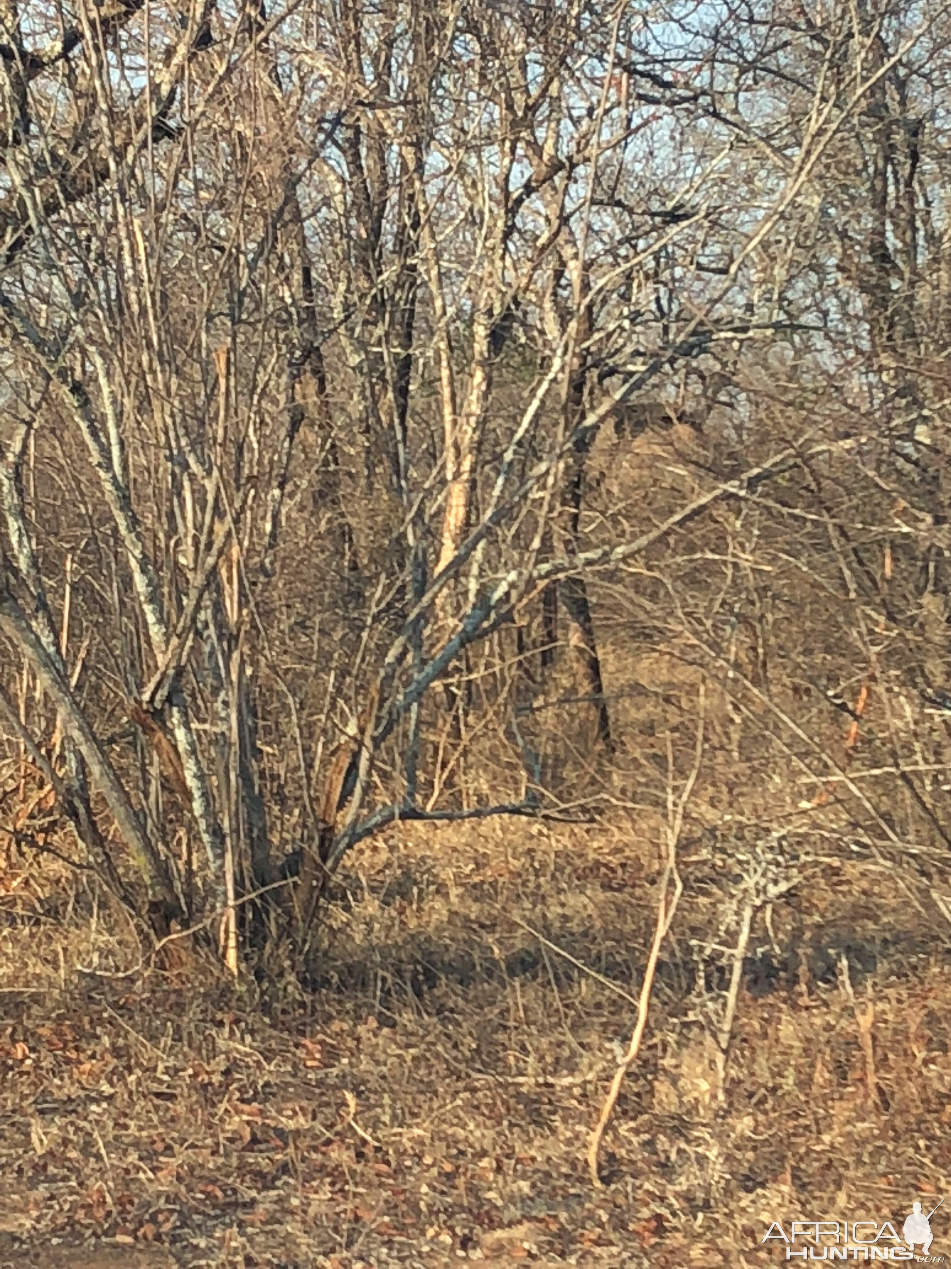 Young Elephant Bull disappearing in the thick bushes