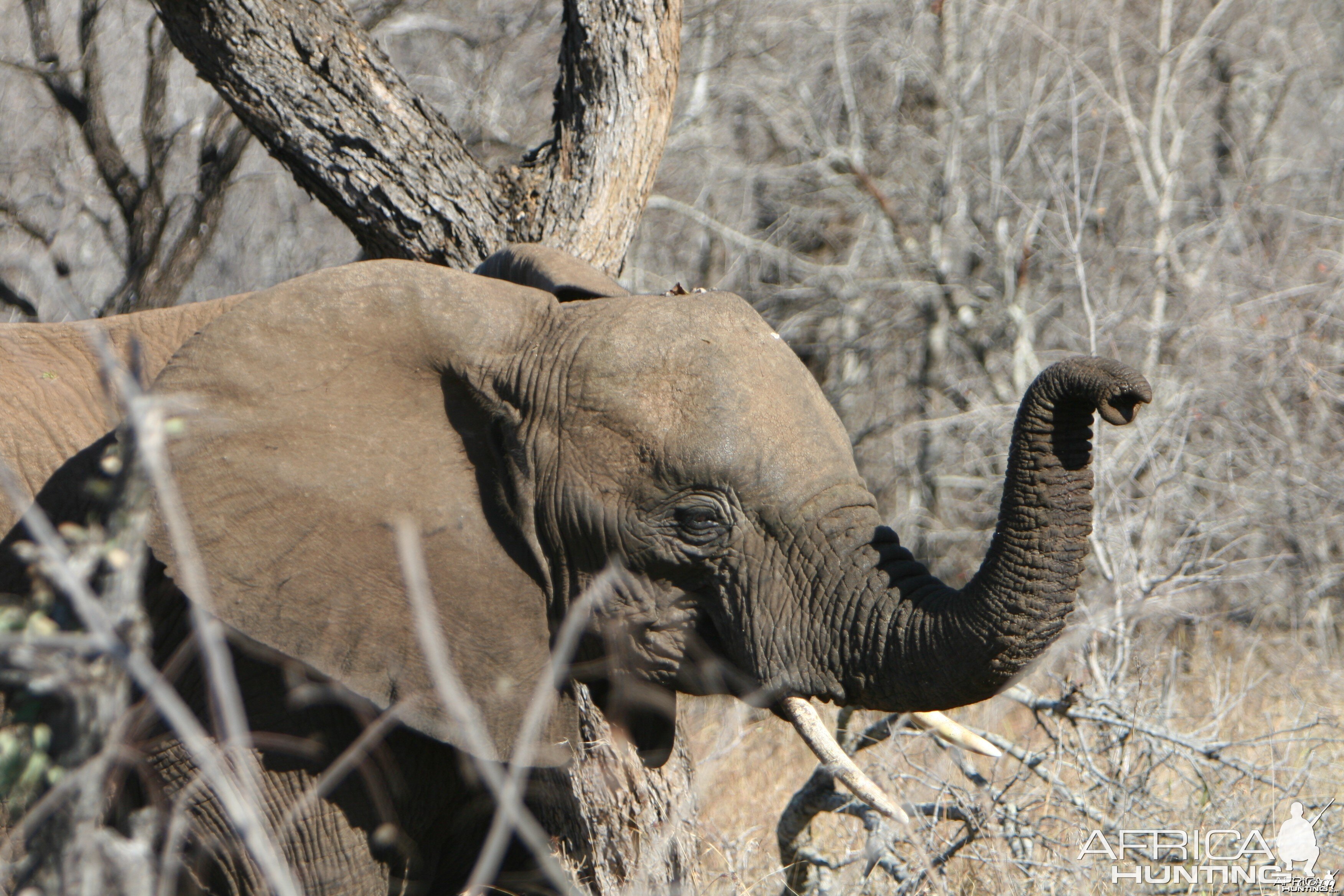 Young Elephant