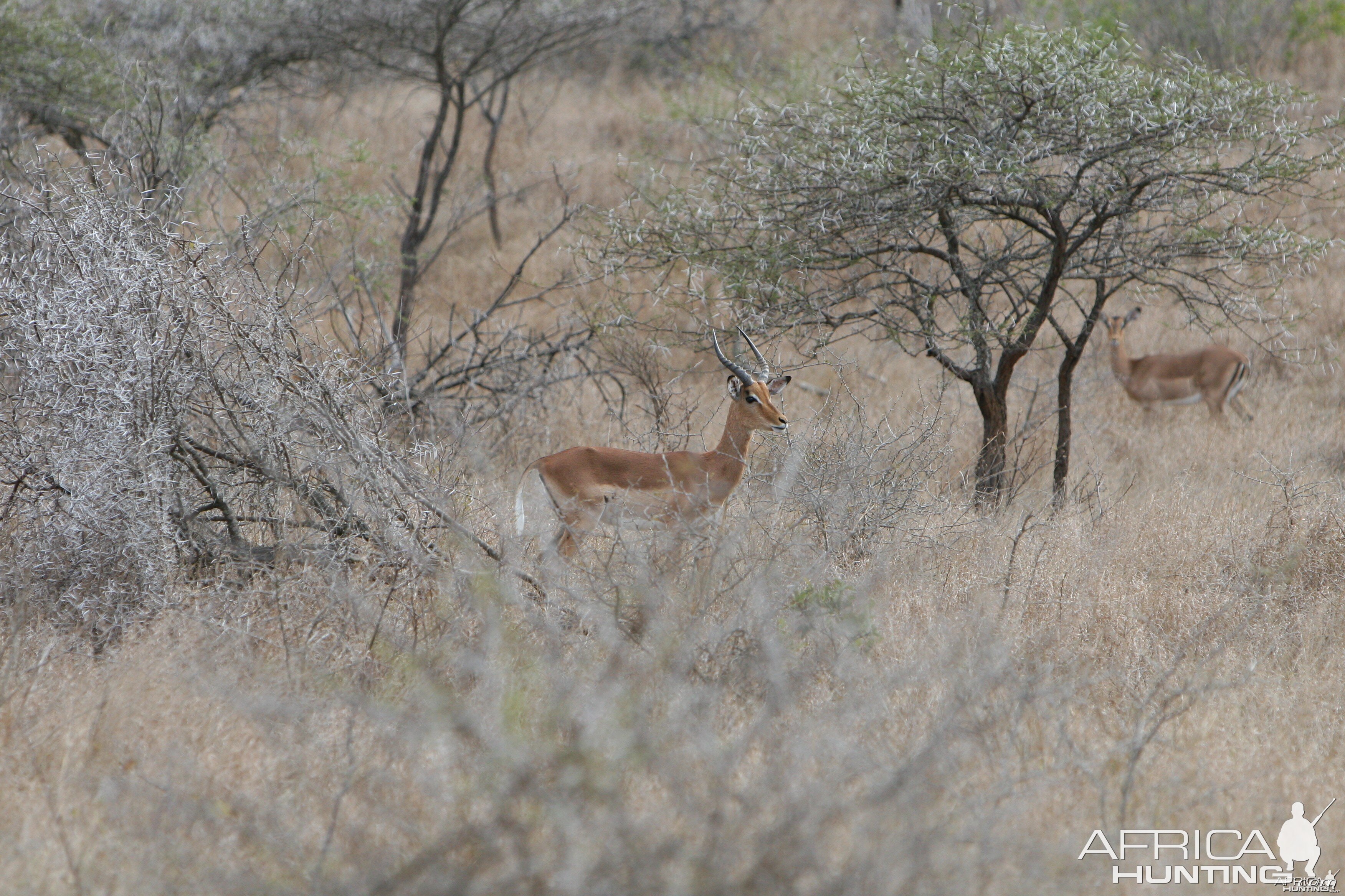 Young Impala