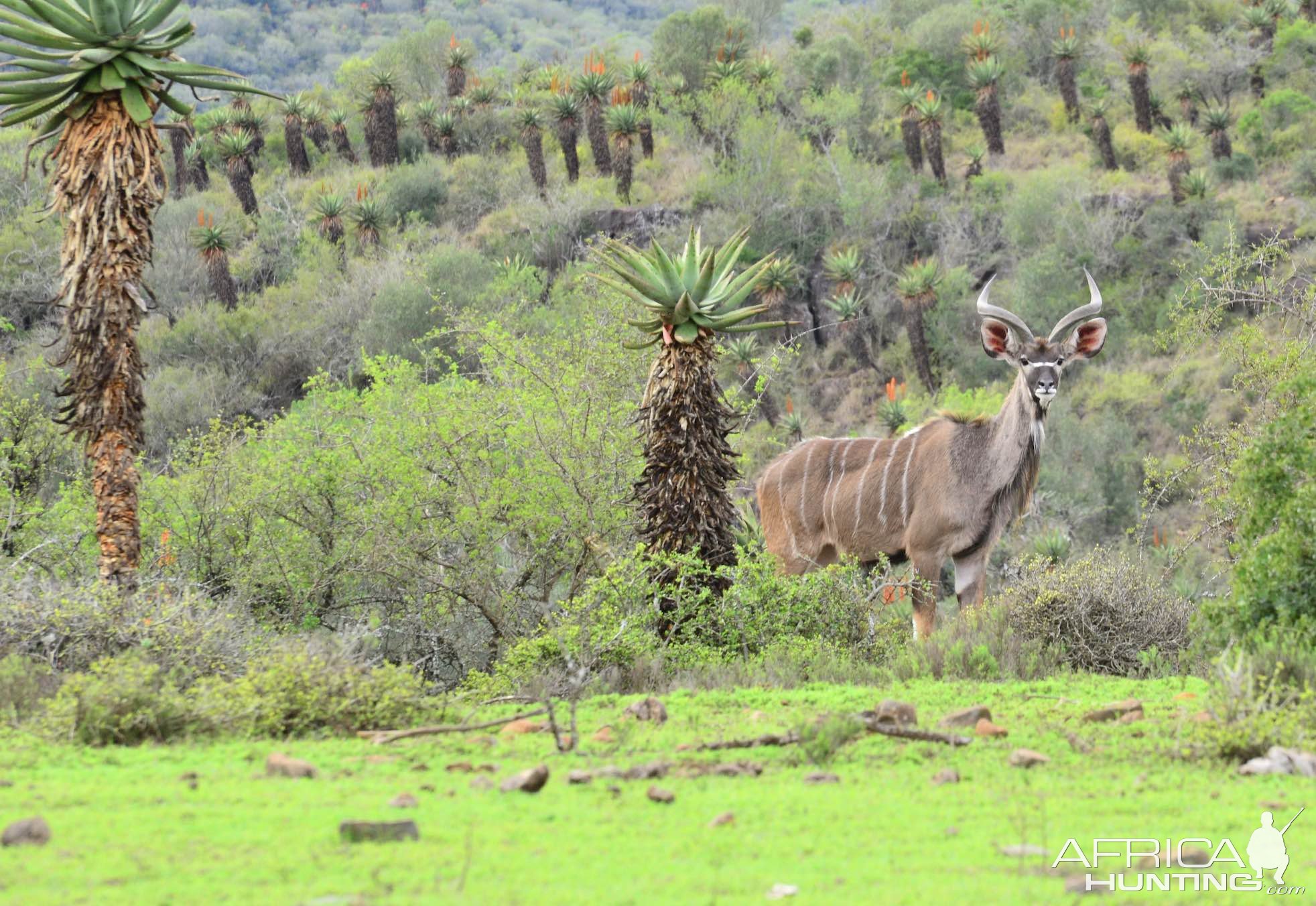 Young Kudu Bull Eastern Cape South Africa