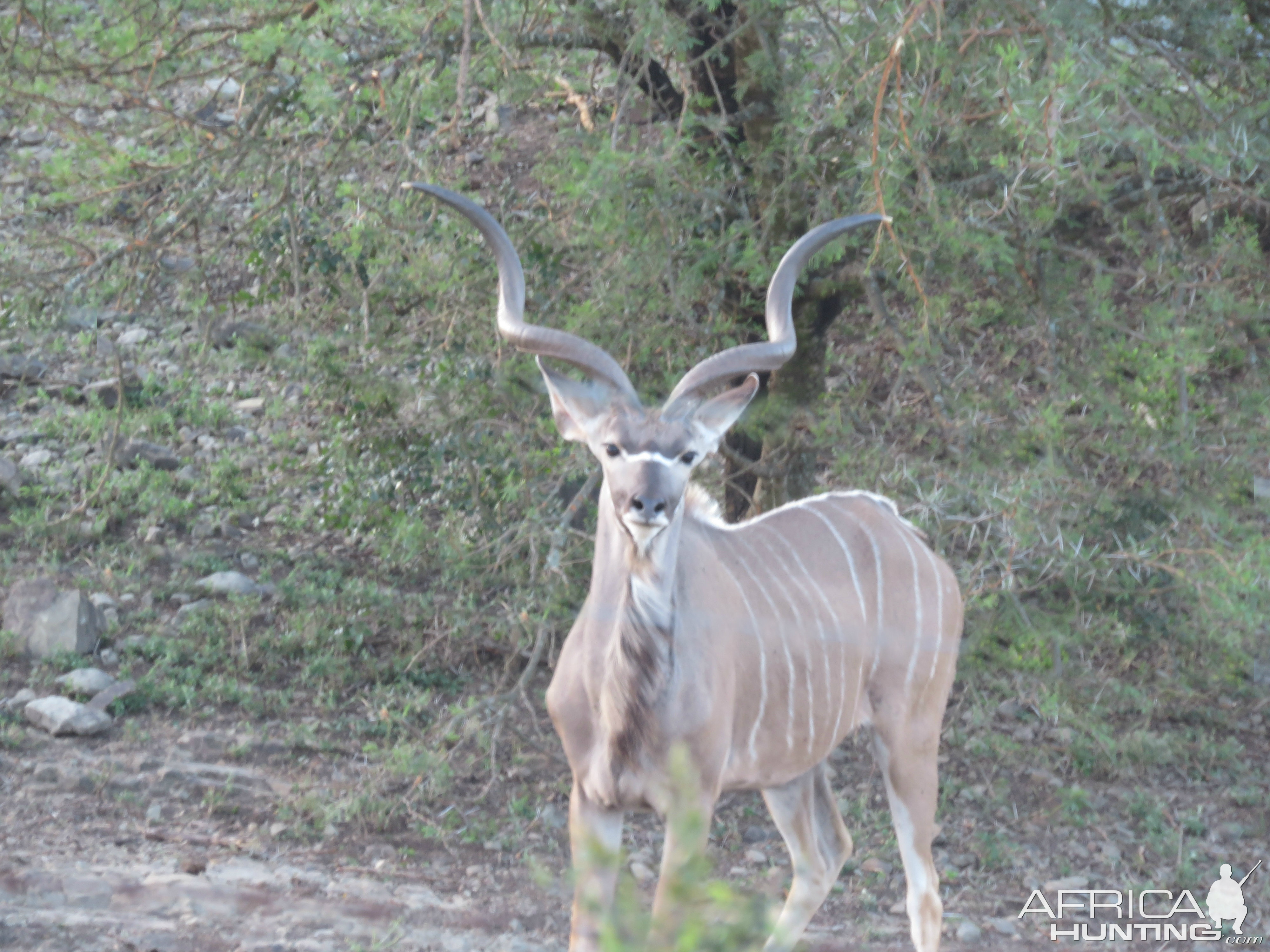 Young Kudu Bull South Africa