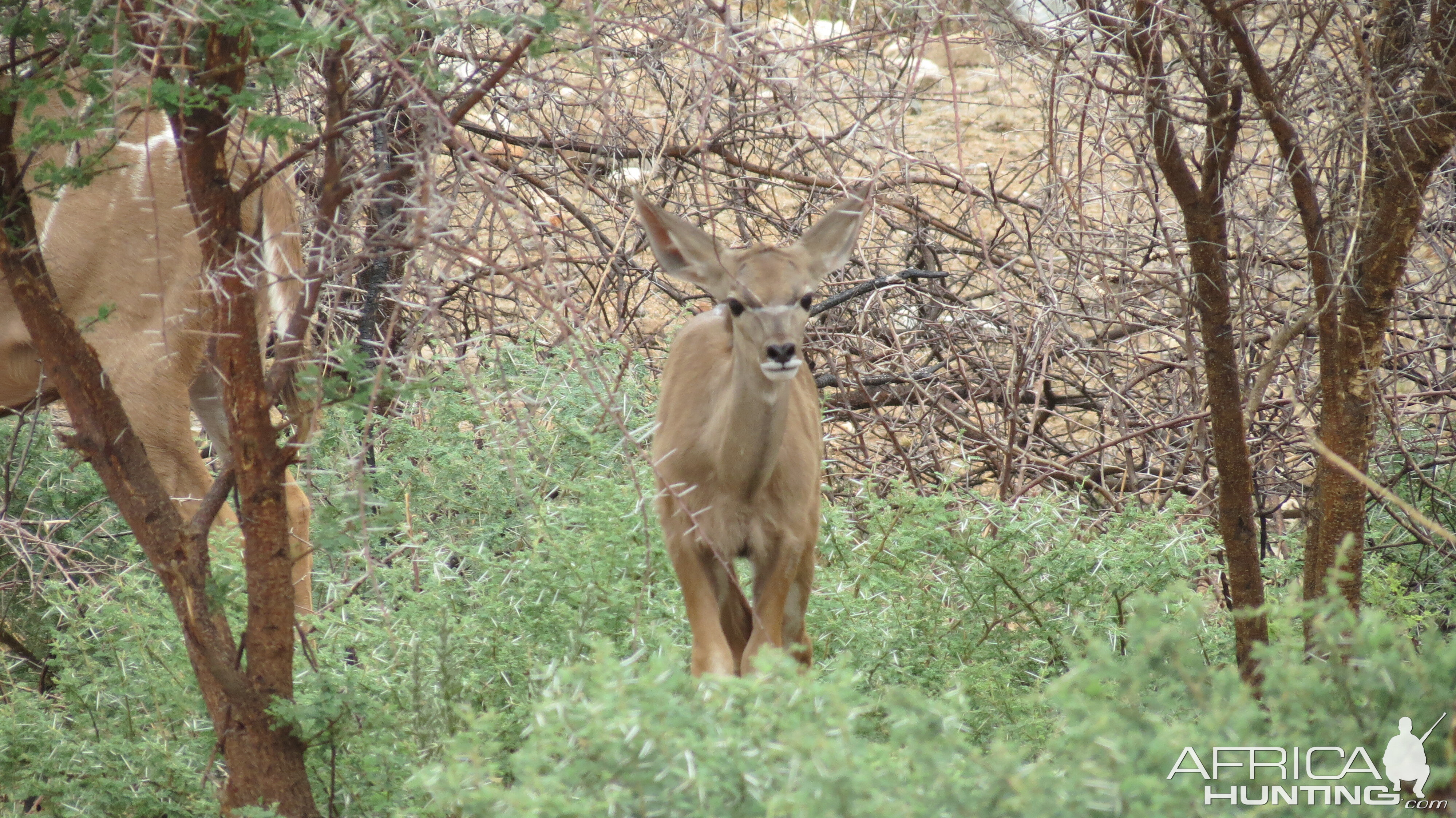 Young Kudu Namibia