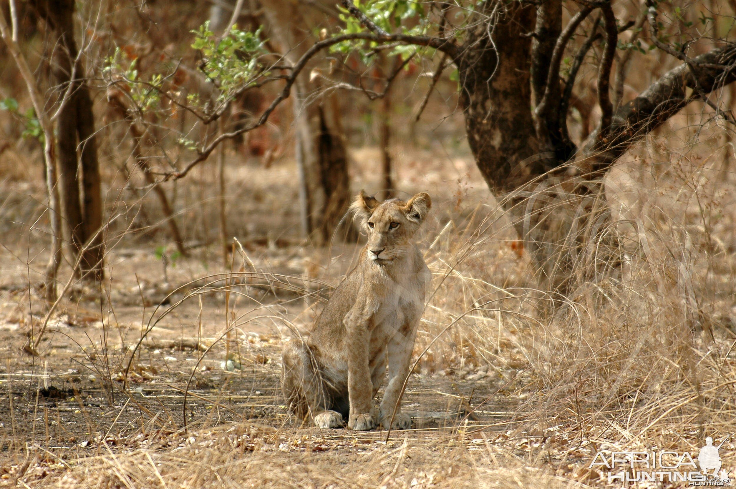 Young Lion  in  CAR