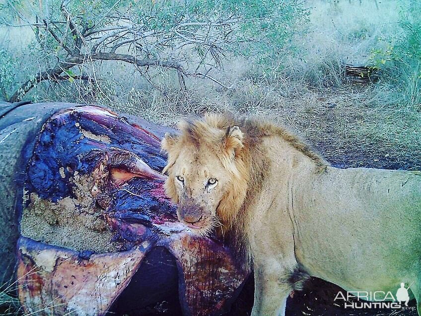 Young male lion found at an elephant carcass Lebombo, Southern Mozambique