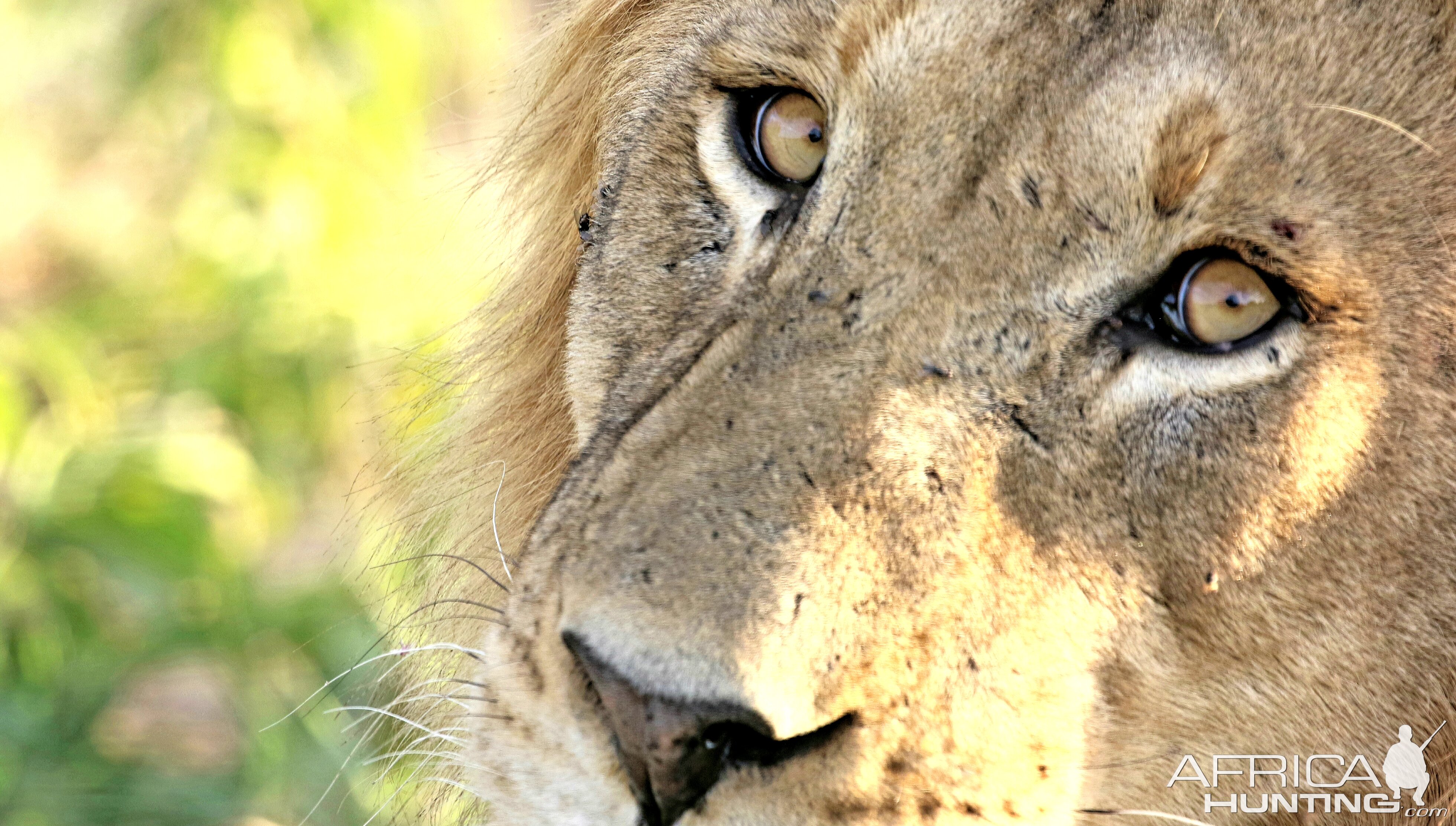 Young male Lion