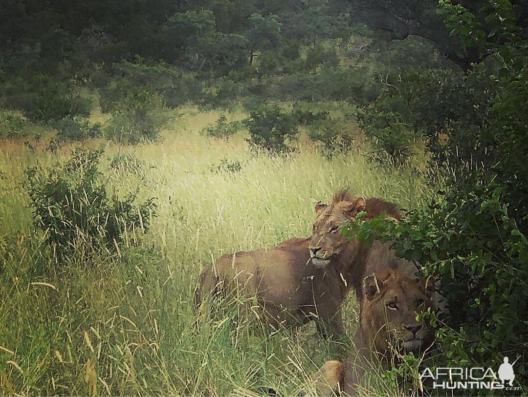 Young Mozambique Lions