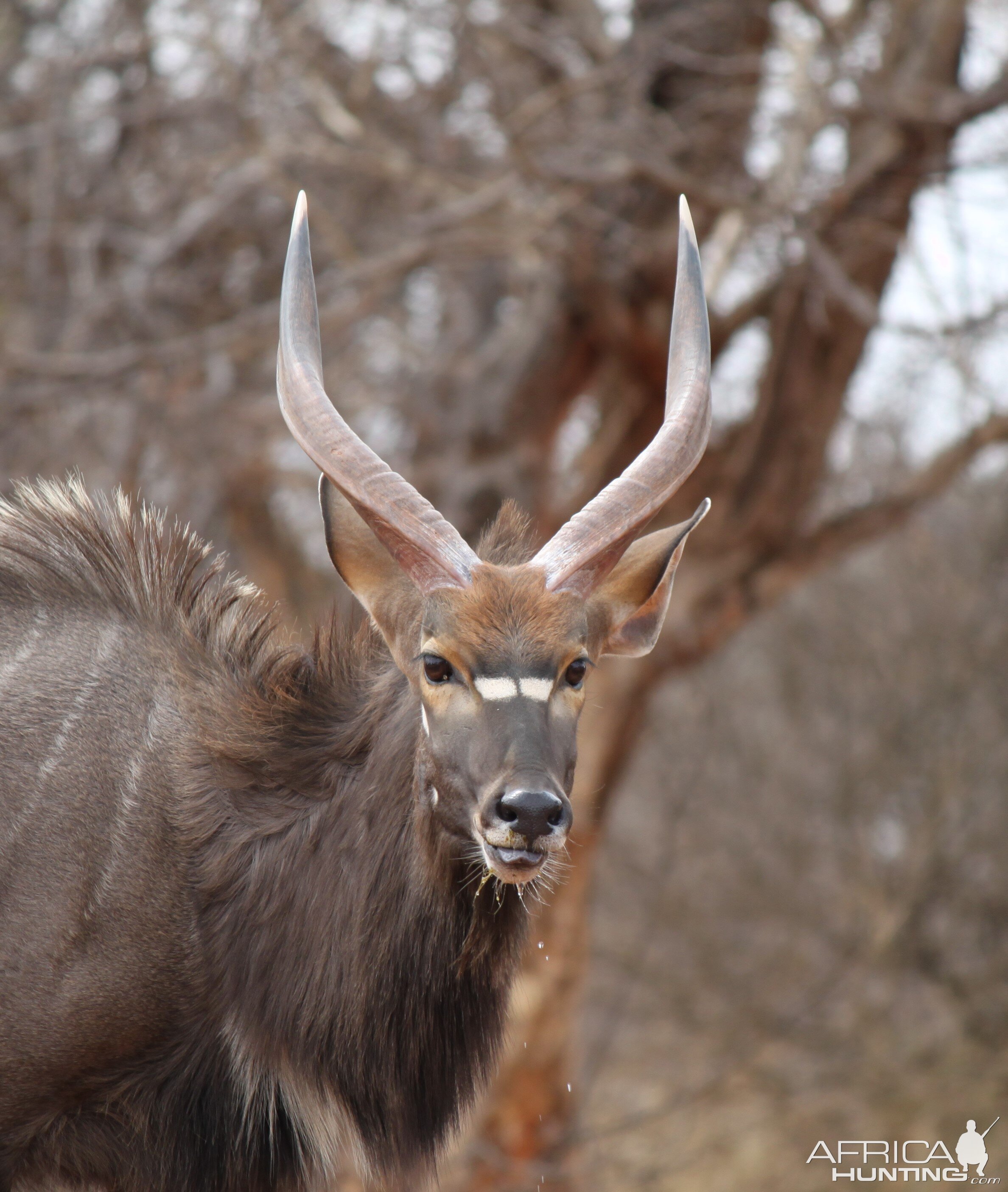 nyala bull