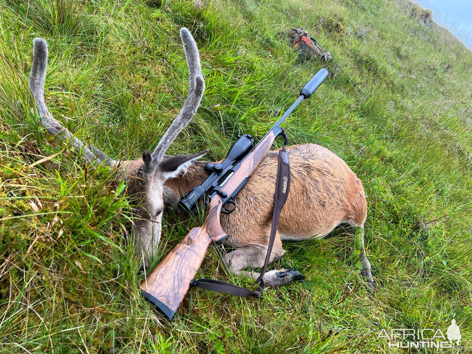 Young Red Stag Deer Hunt England