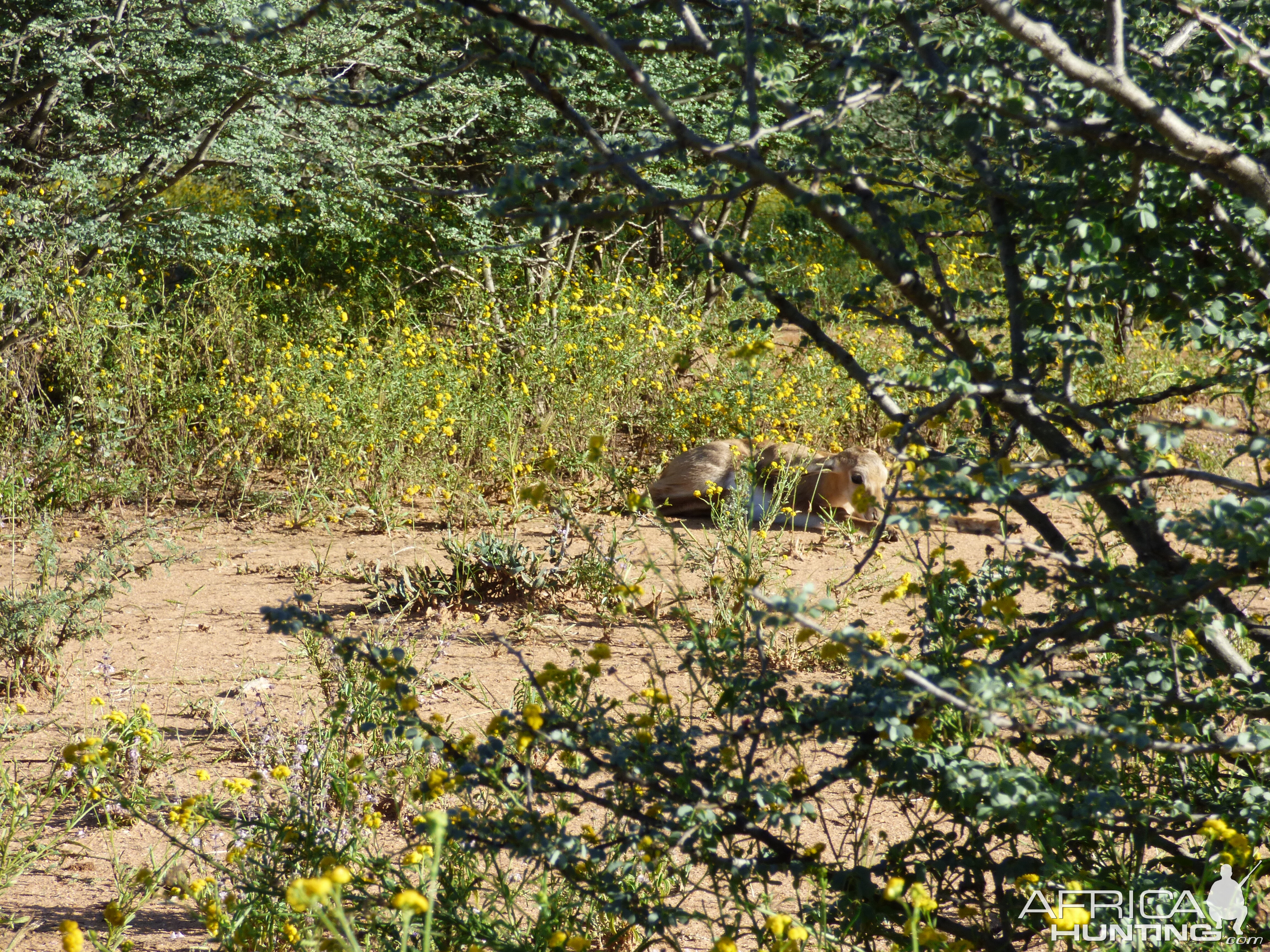 Young springbok