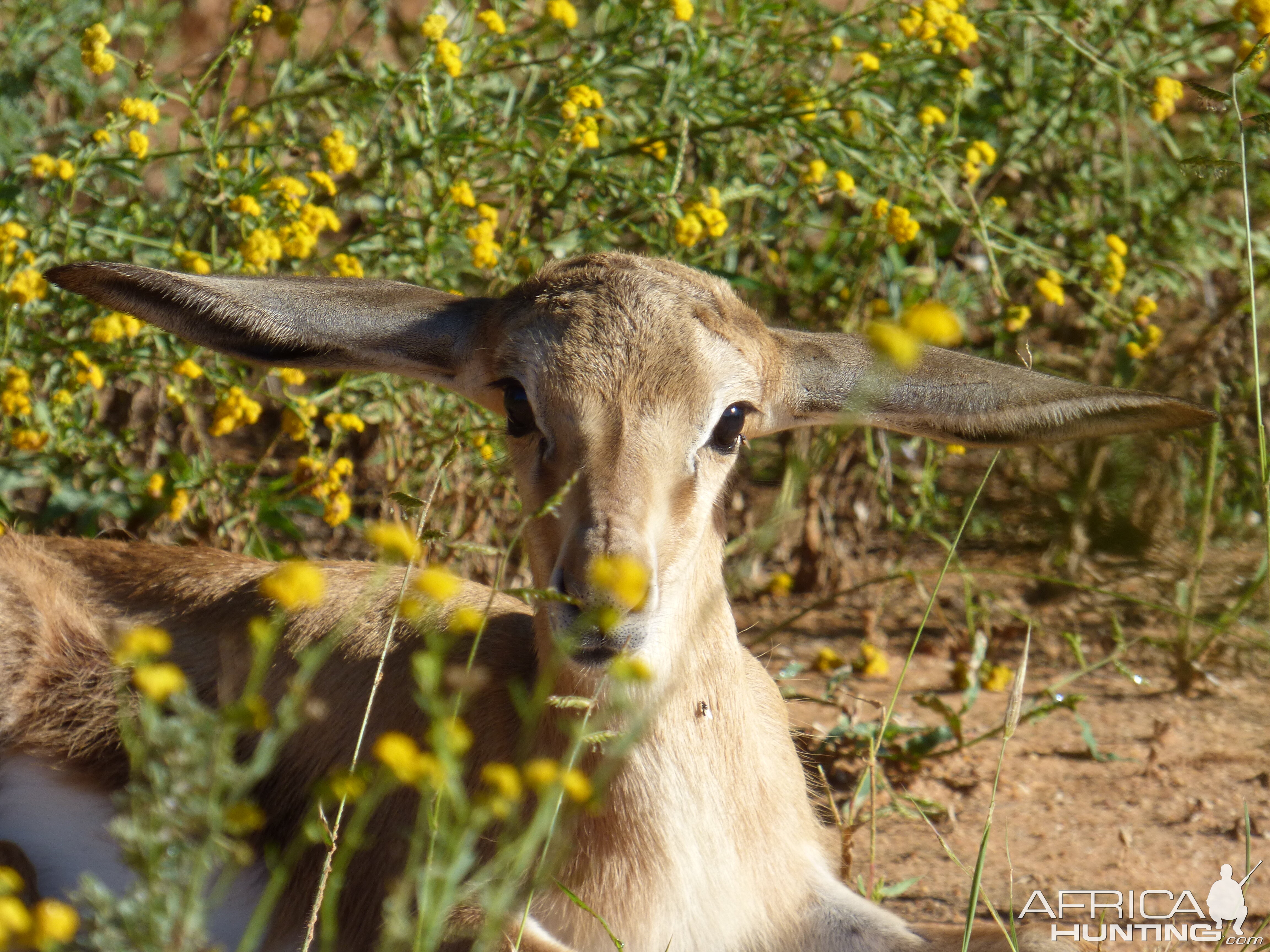 Young springbok