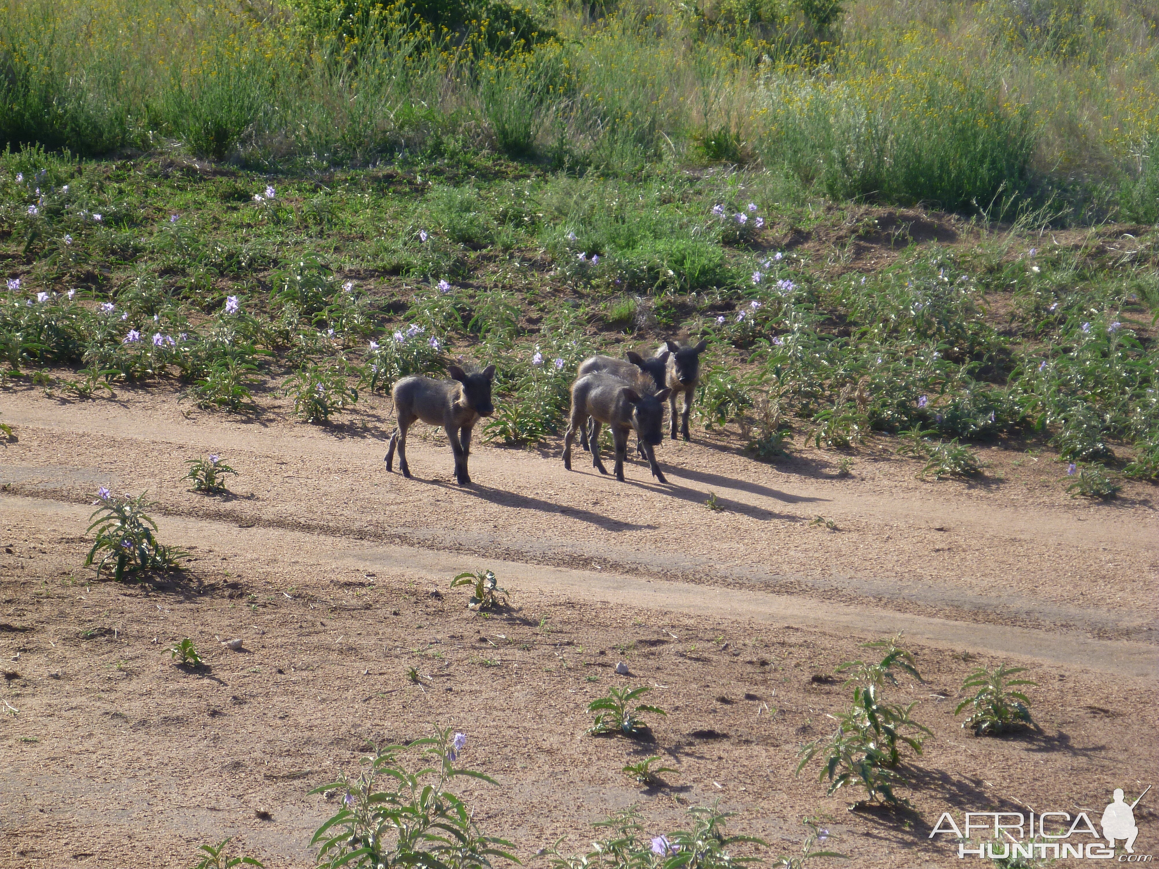 Young Warthog Namibia