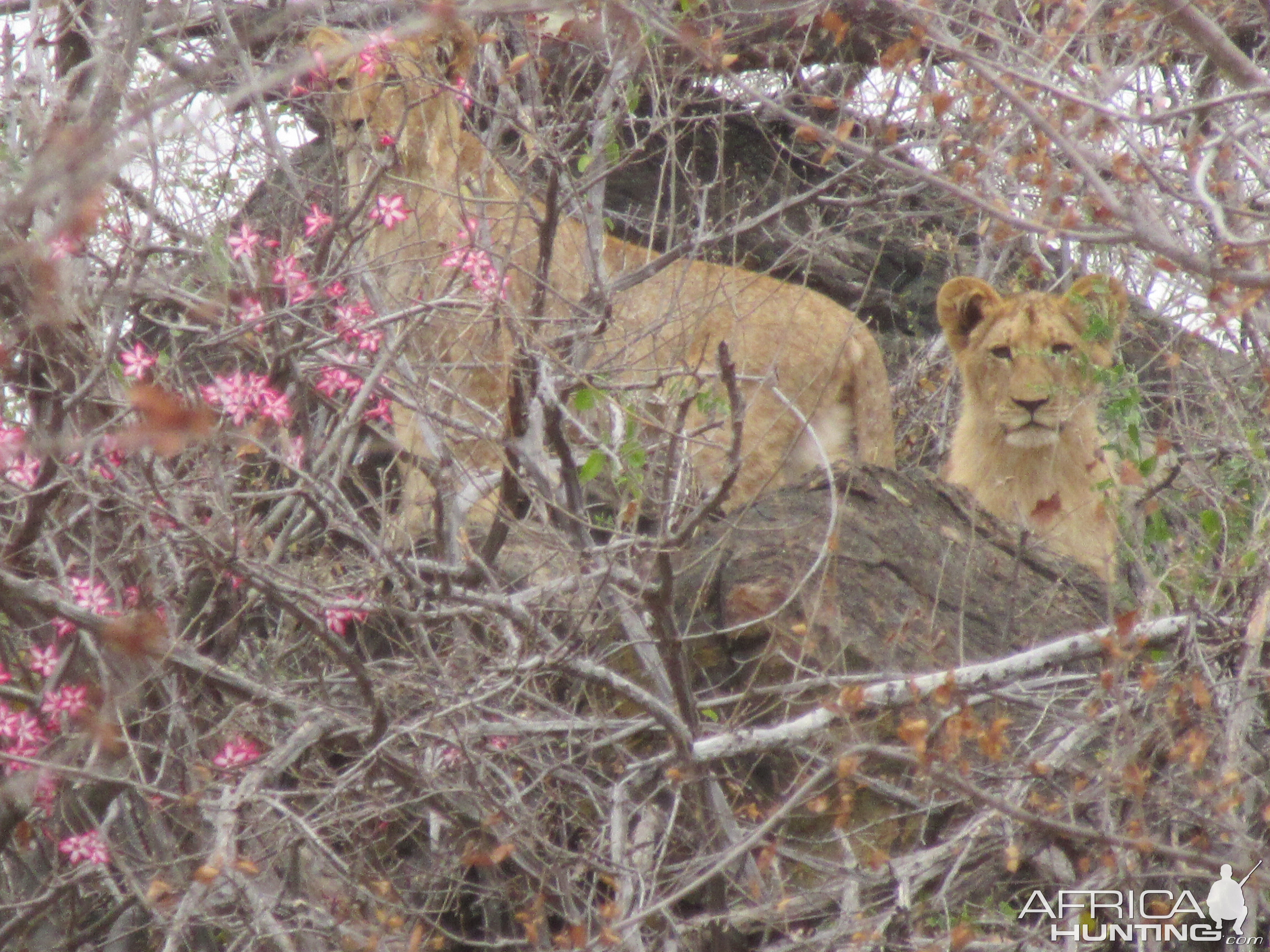 Youngster Lions