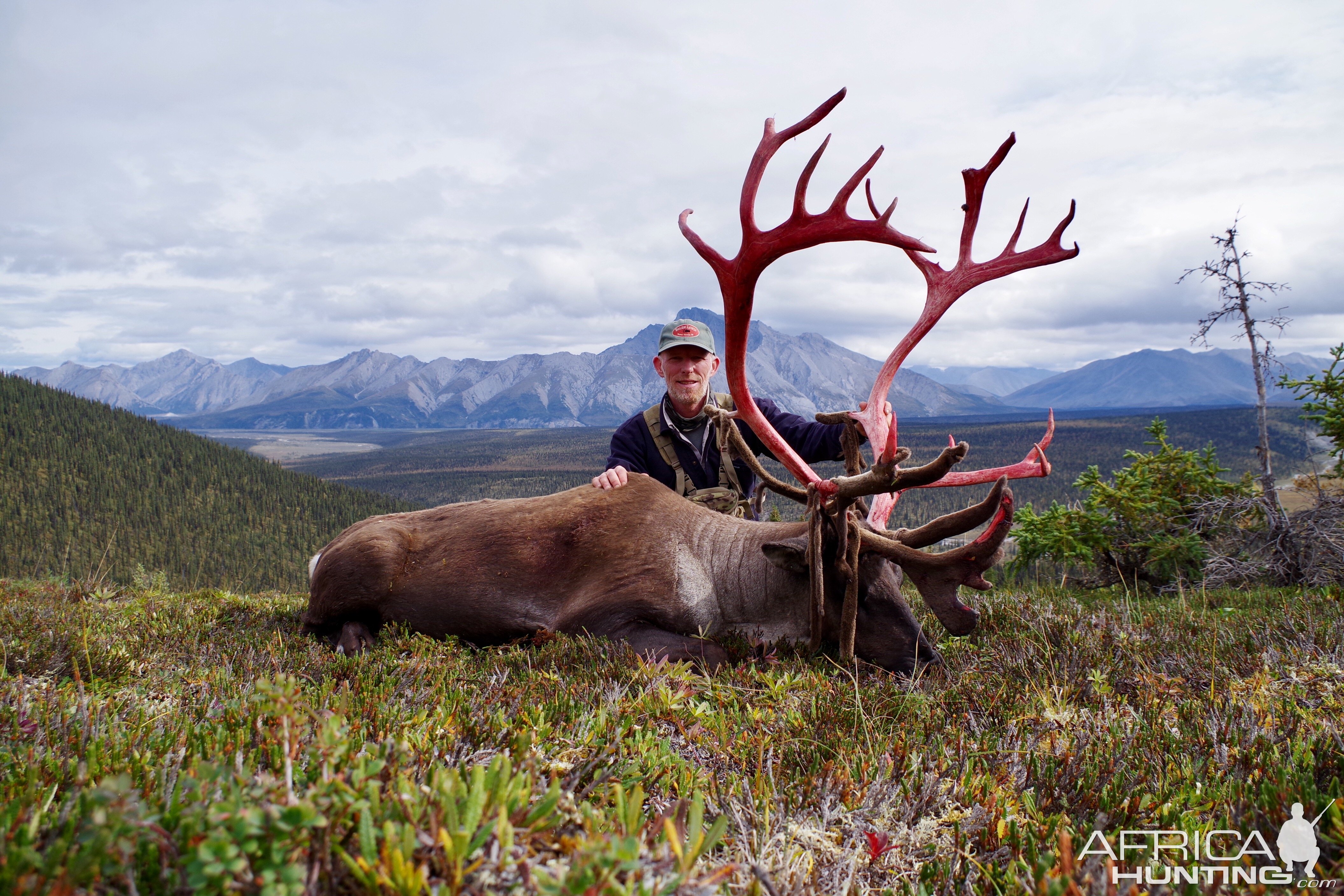 Yukon Mountain Caribou Hunt