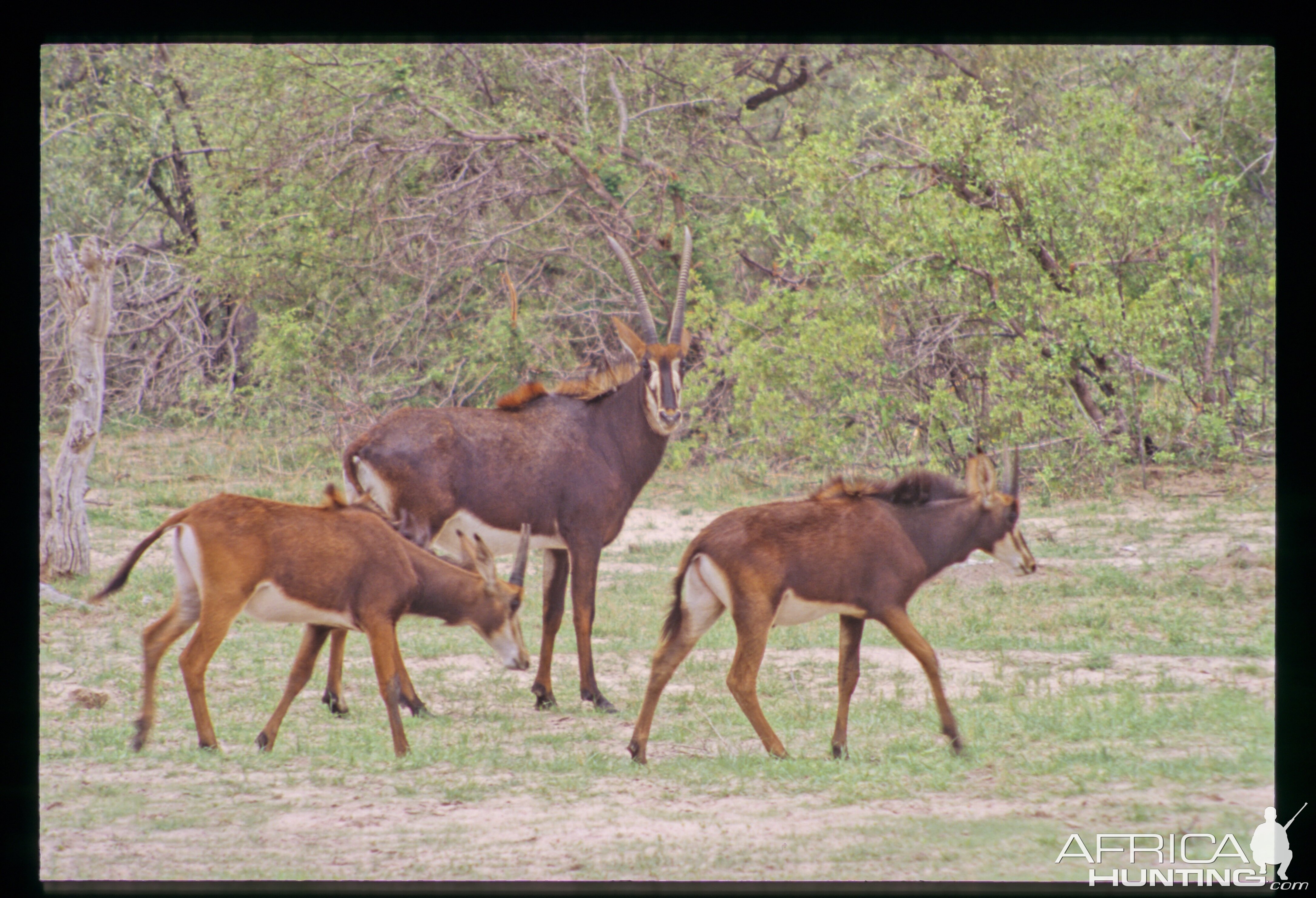 Zable Antelope in Hwange National Park Zimbabwe