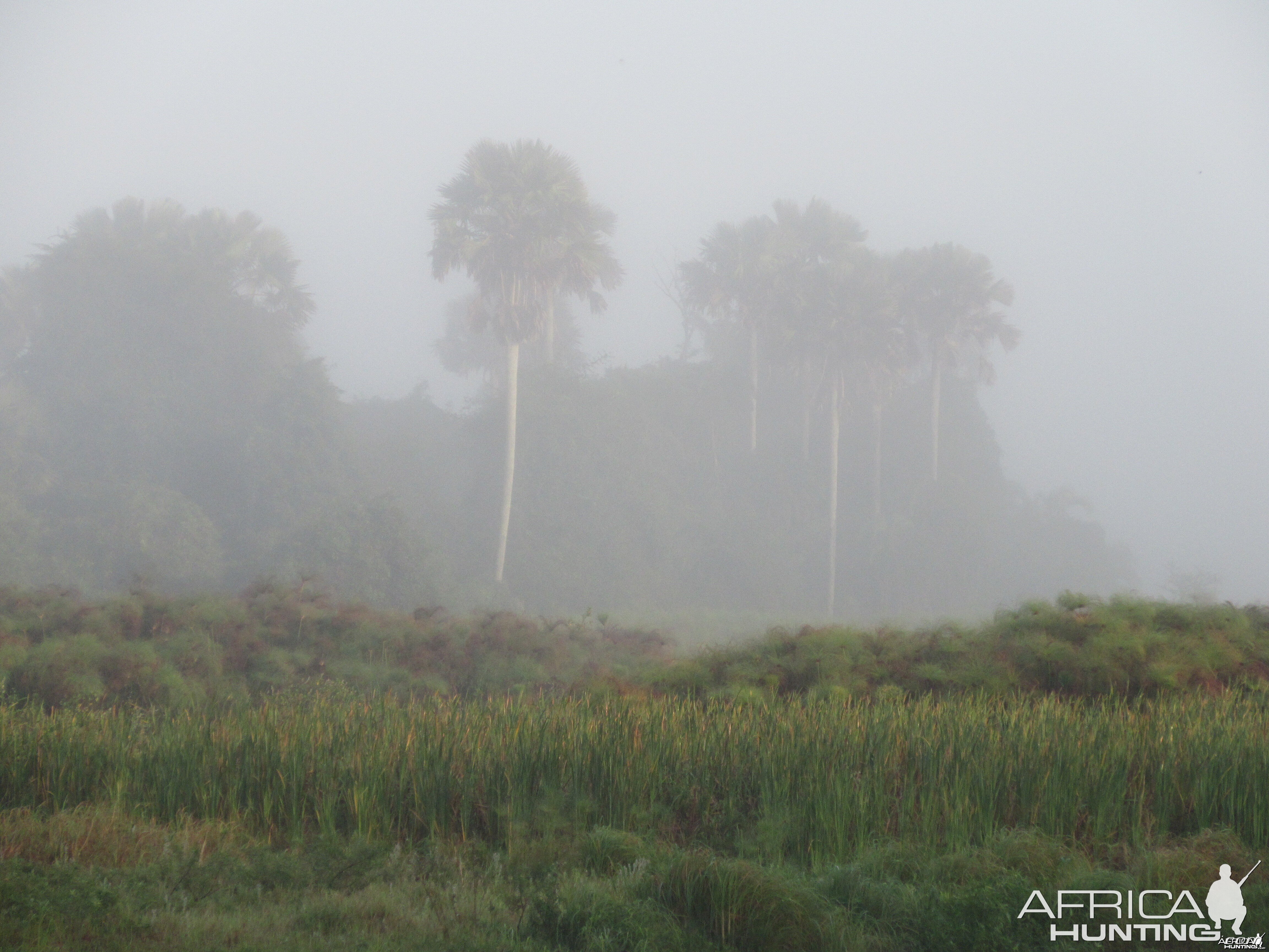 Zambezi Delta Fog