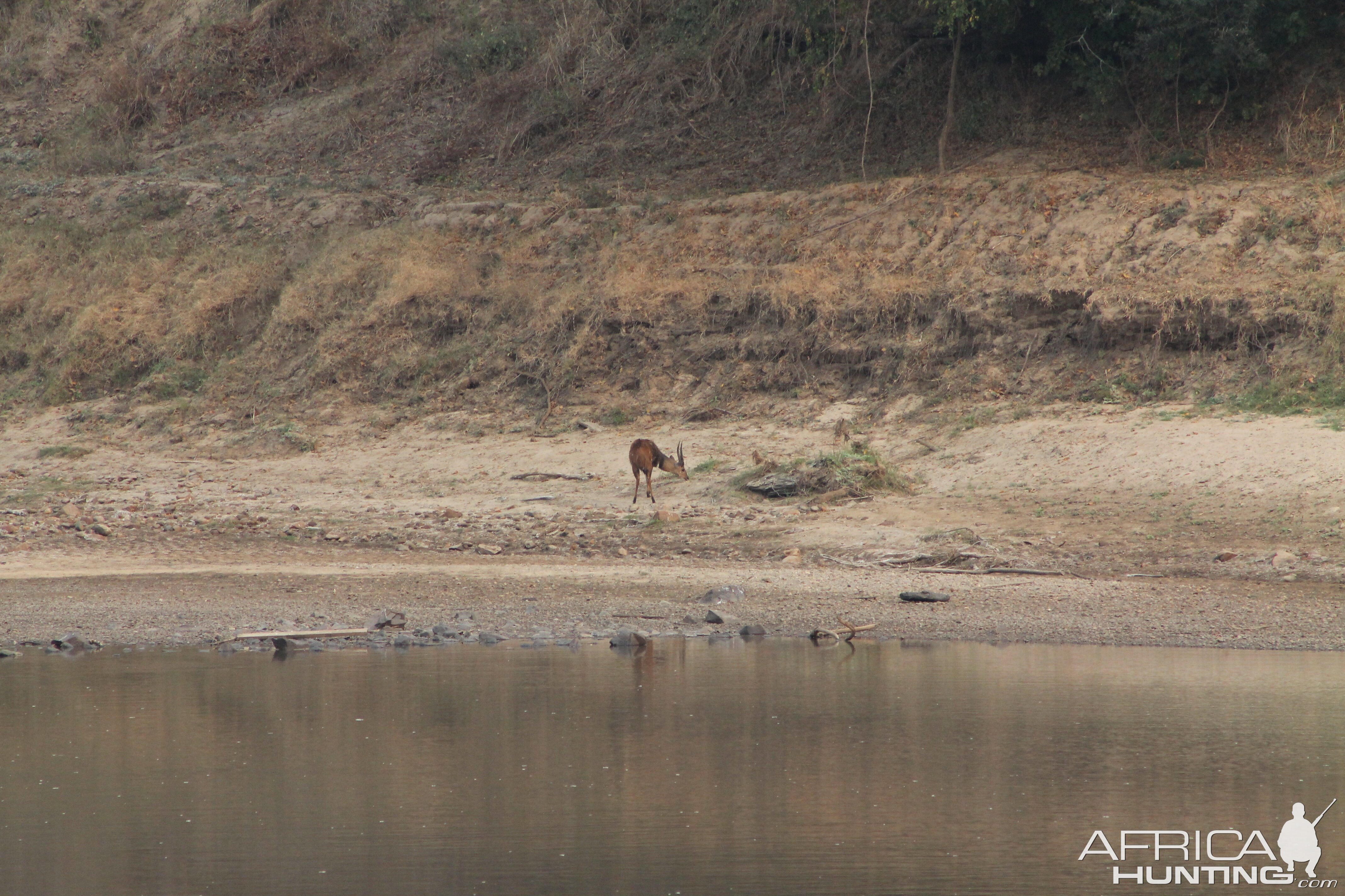 Zambia Bushbuck