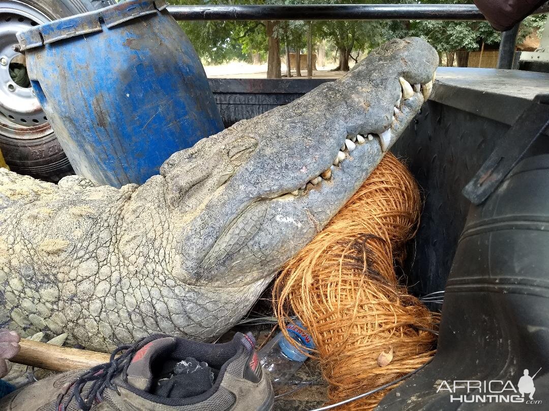 Zambia Hunt Crocodile