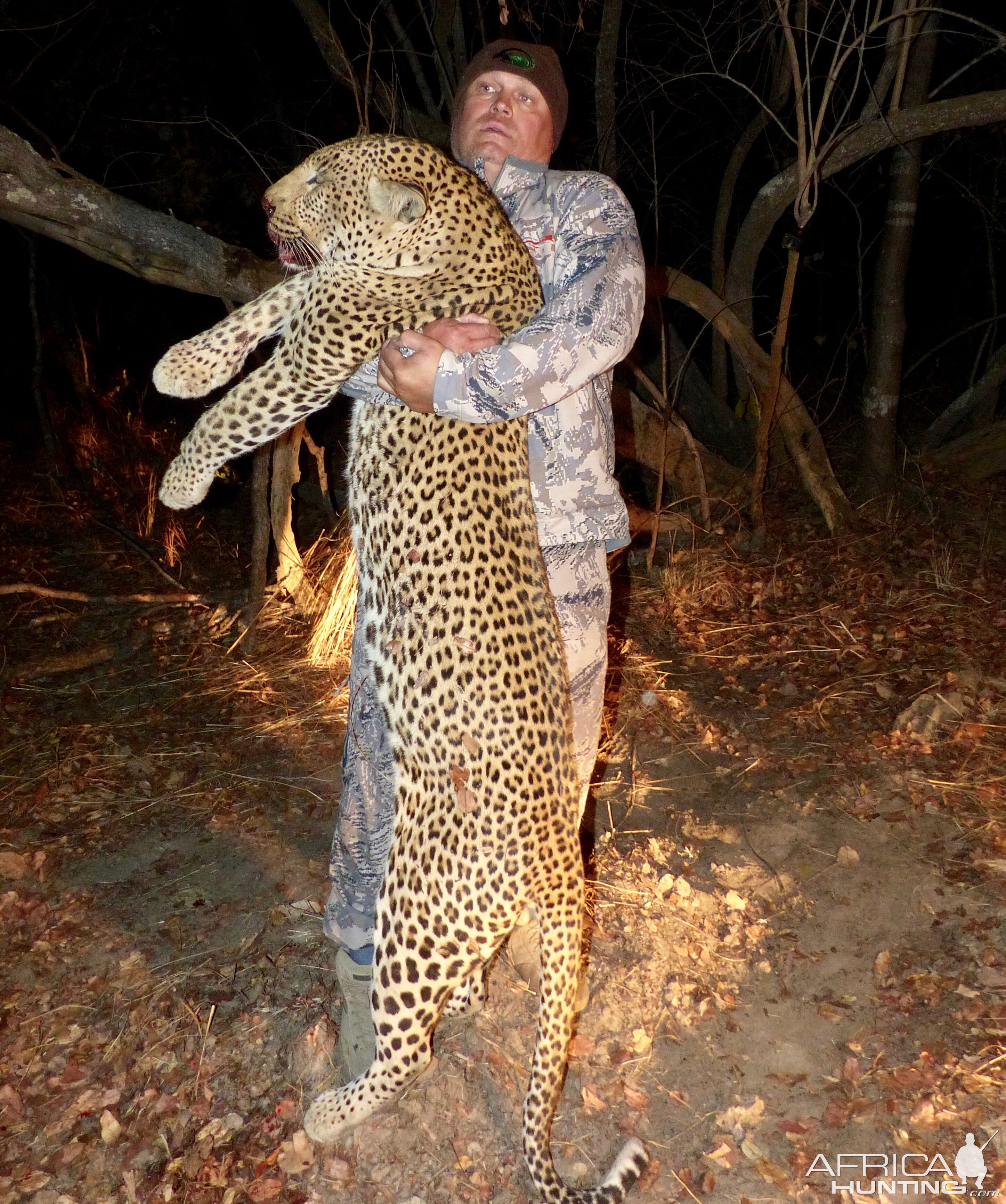 Zambia Hunt Leopard