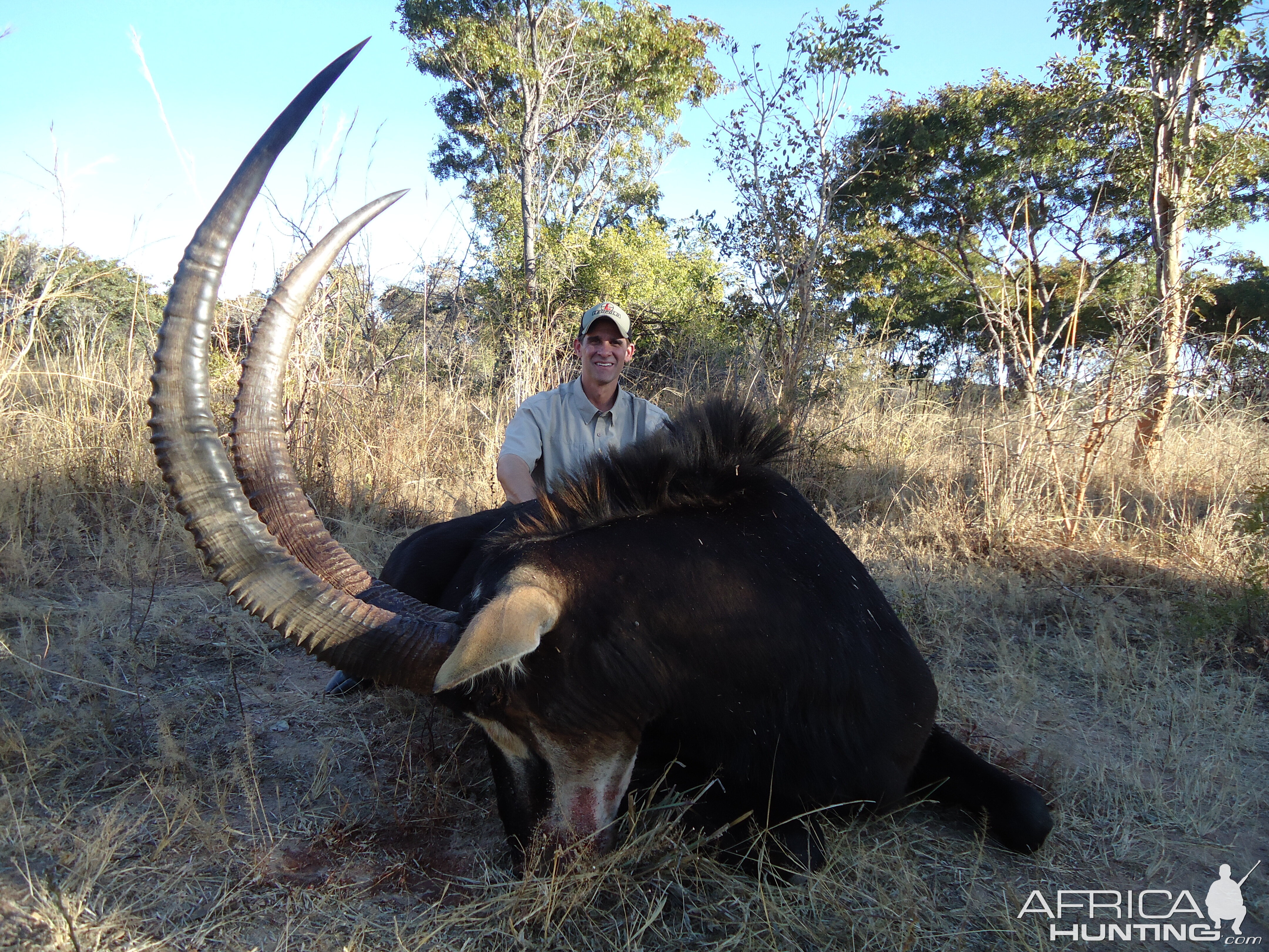 Zambia Hunt Sable Antelope
