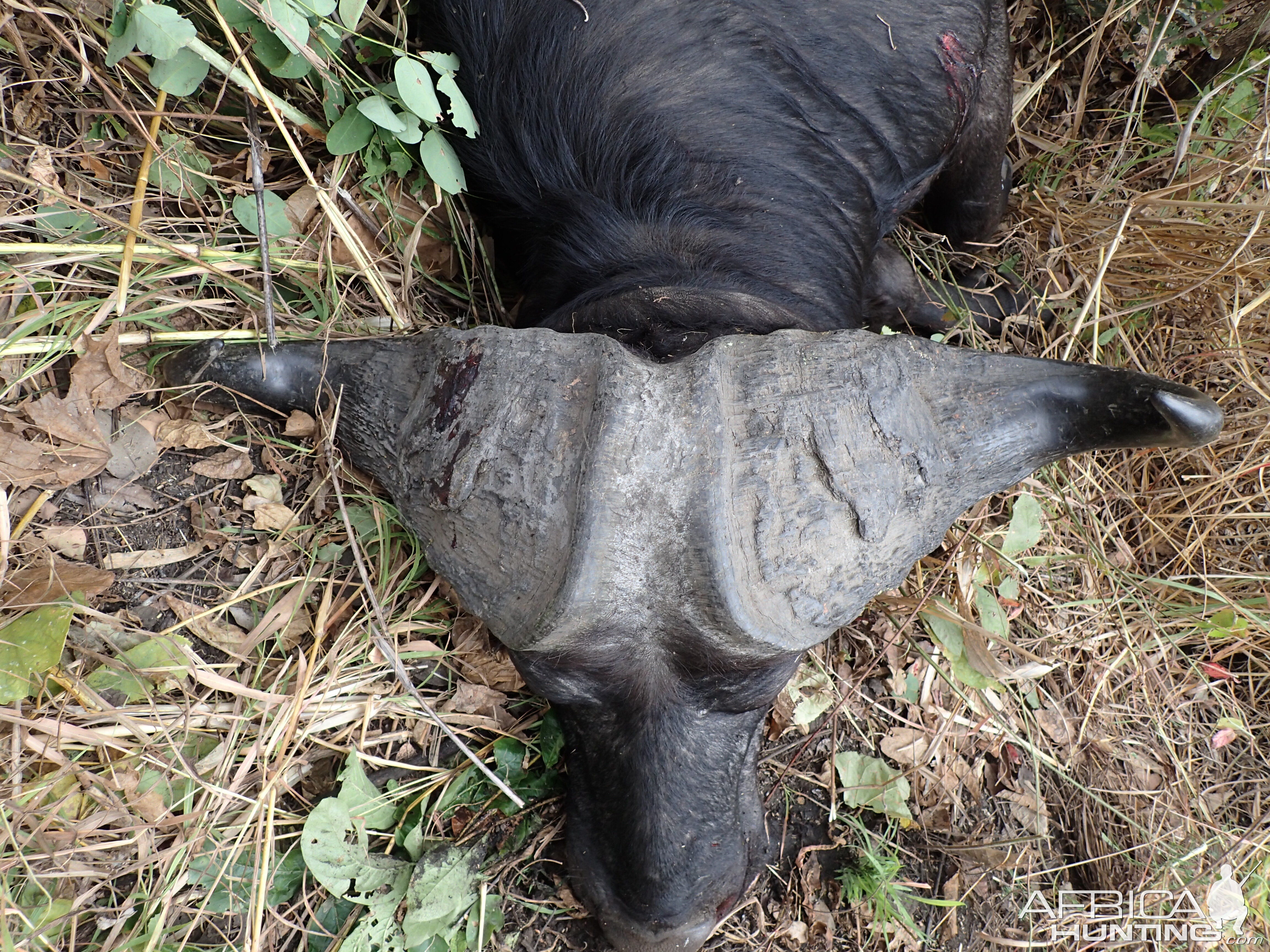 Zambia Hunting Cape Buffalo