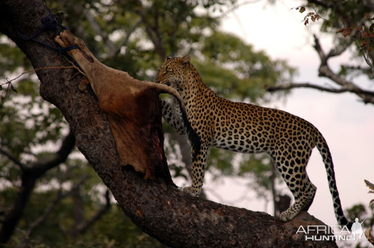 Zambia Hunting Leopard on Bait