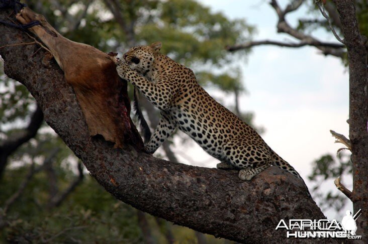 Zambia Hunting Leopard on Bait