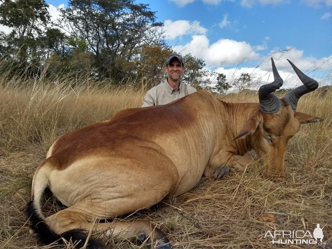 Zambia Hunting Lichtenstein's Hartebeest