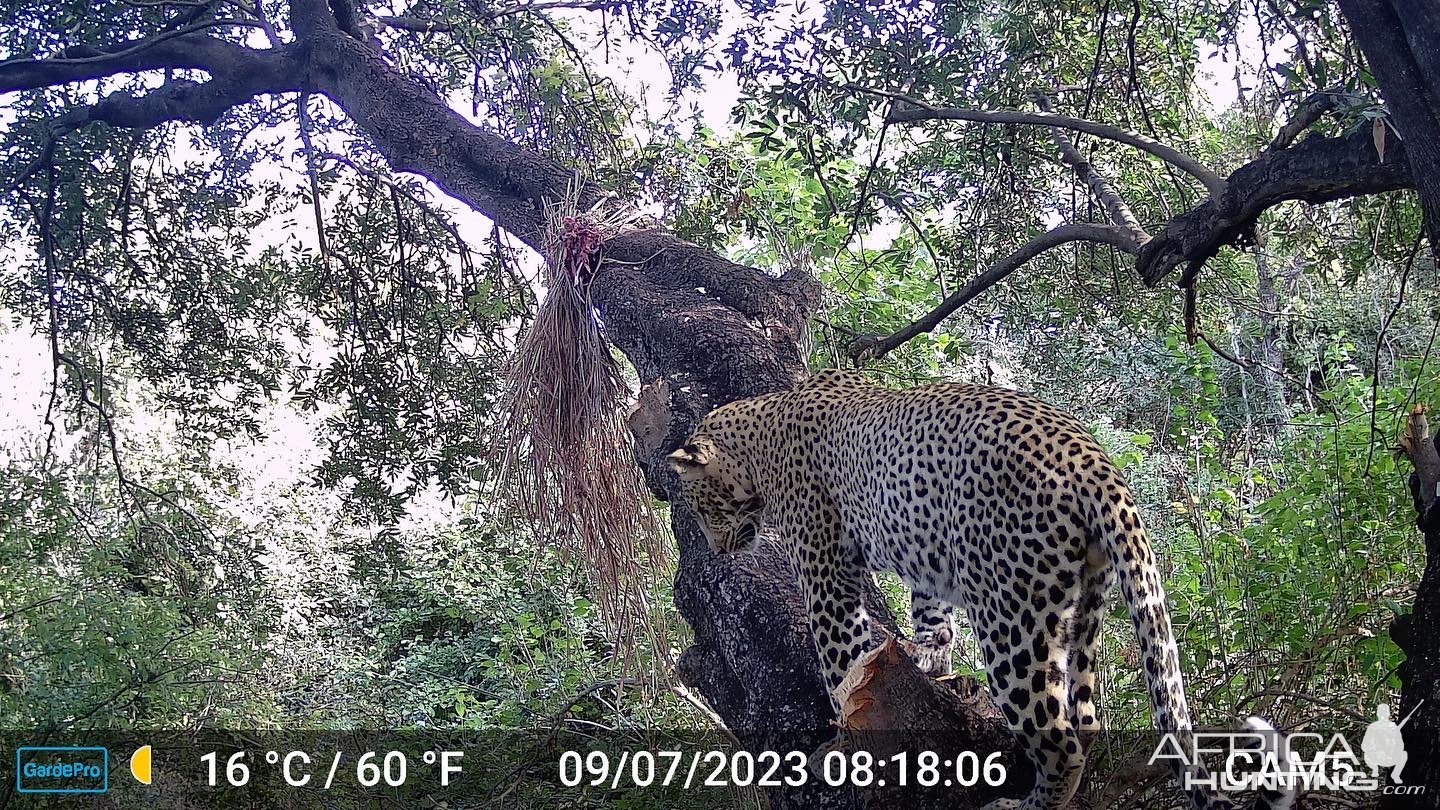 Zambia - Luangwa valley 2023 leopard