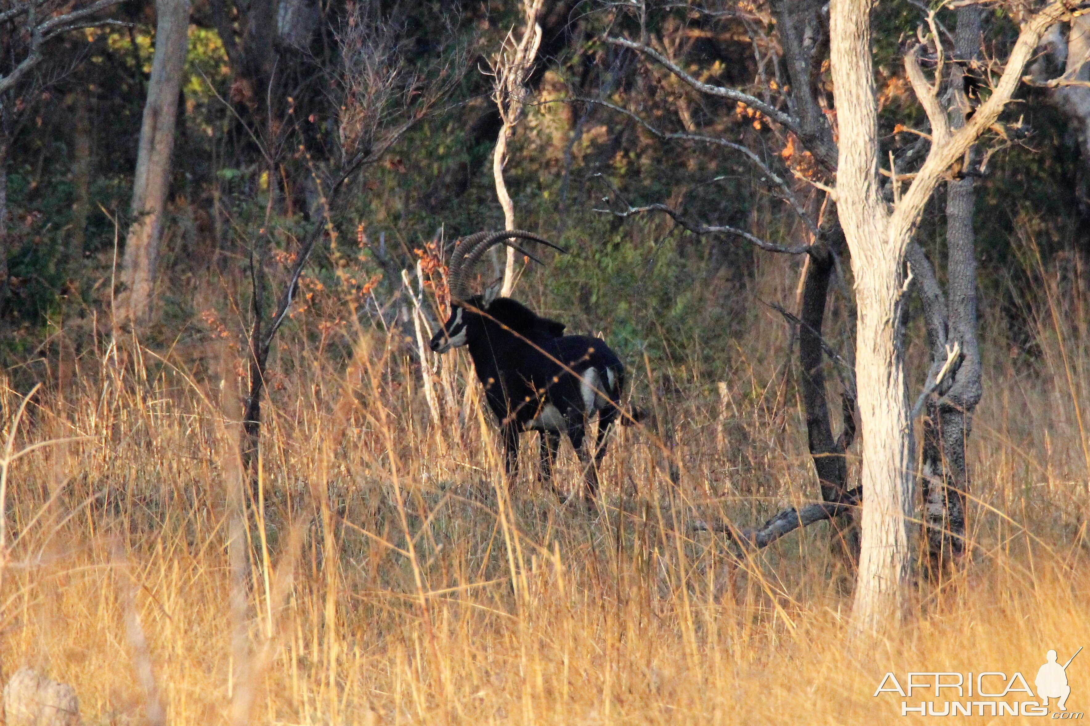 Zambia Sable